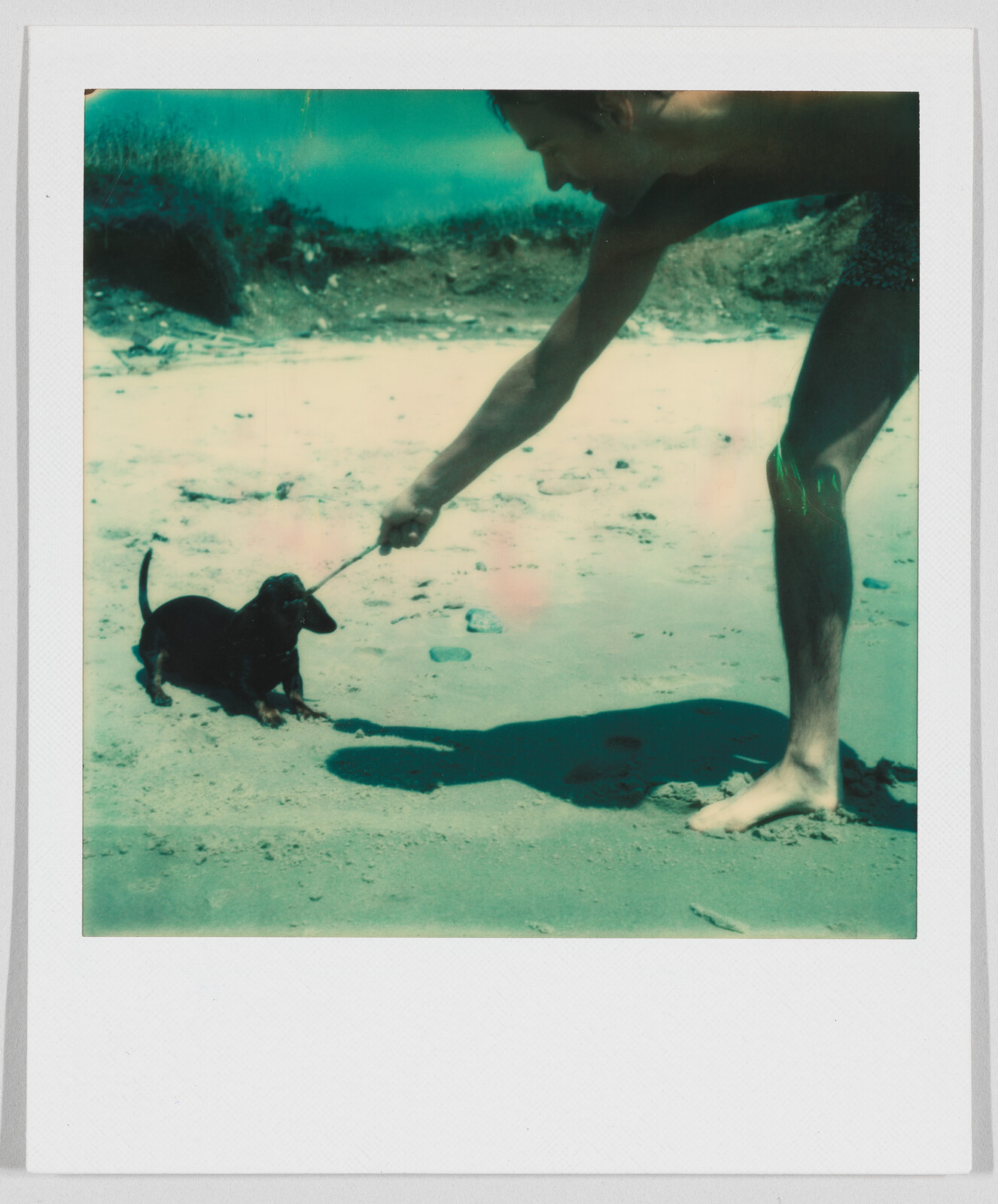 A person in swimwear plays tug-of-war with a small black dog using a stick on a sandy beach.