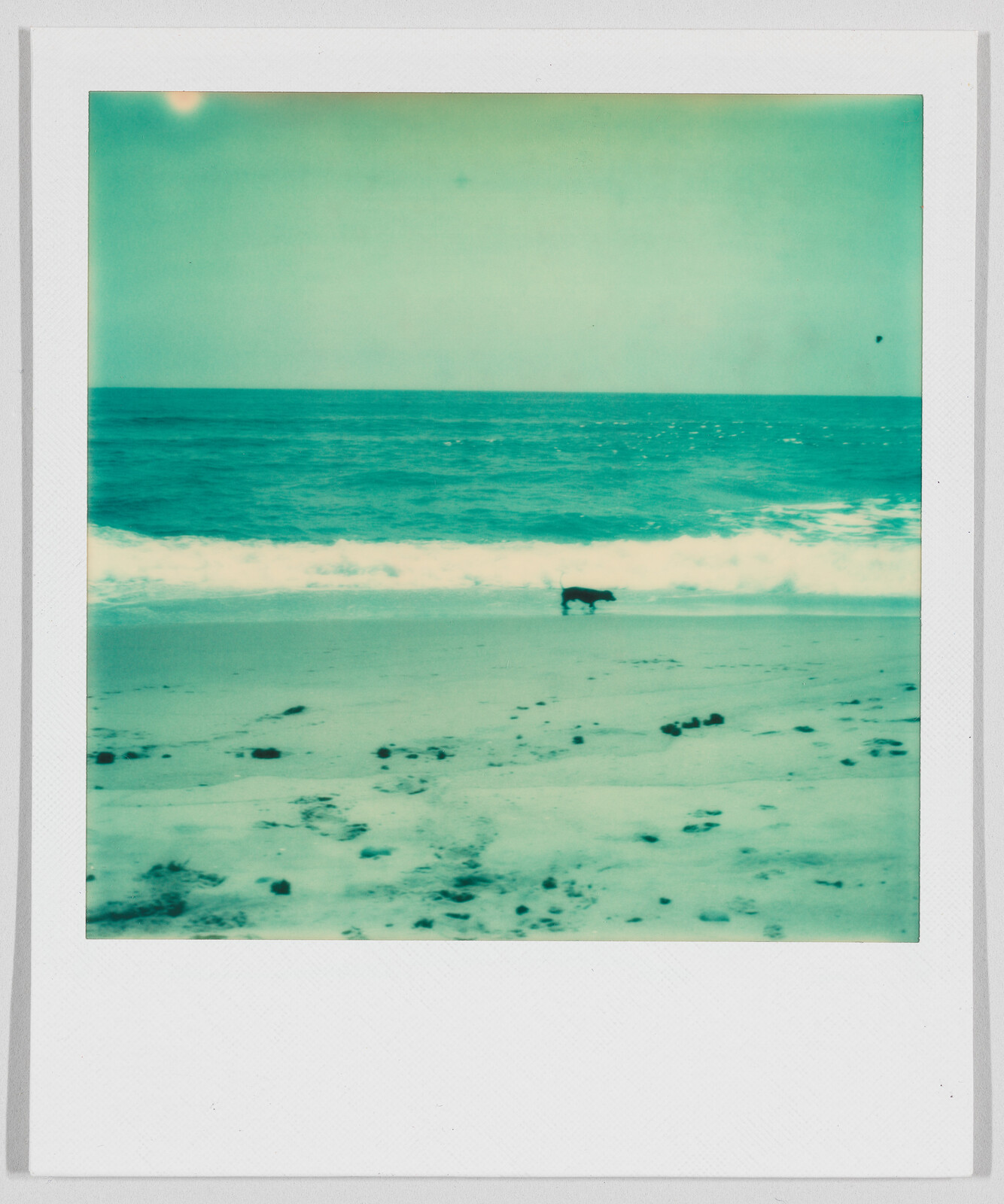 A dog walks along the shoreline near the waves on a sandy beach under a clear sky.