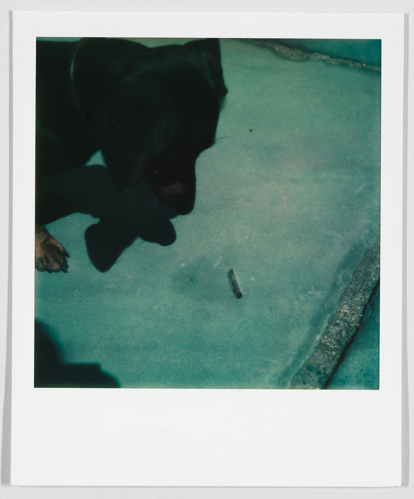A dark-colored dog looks down at a small stick or object on a concrete surface.