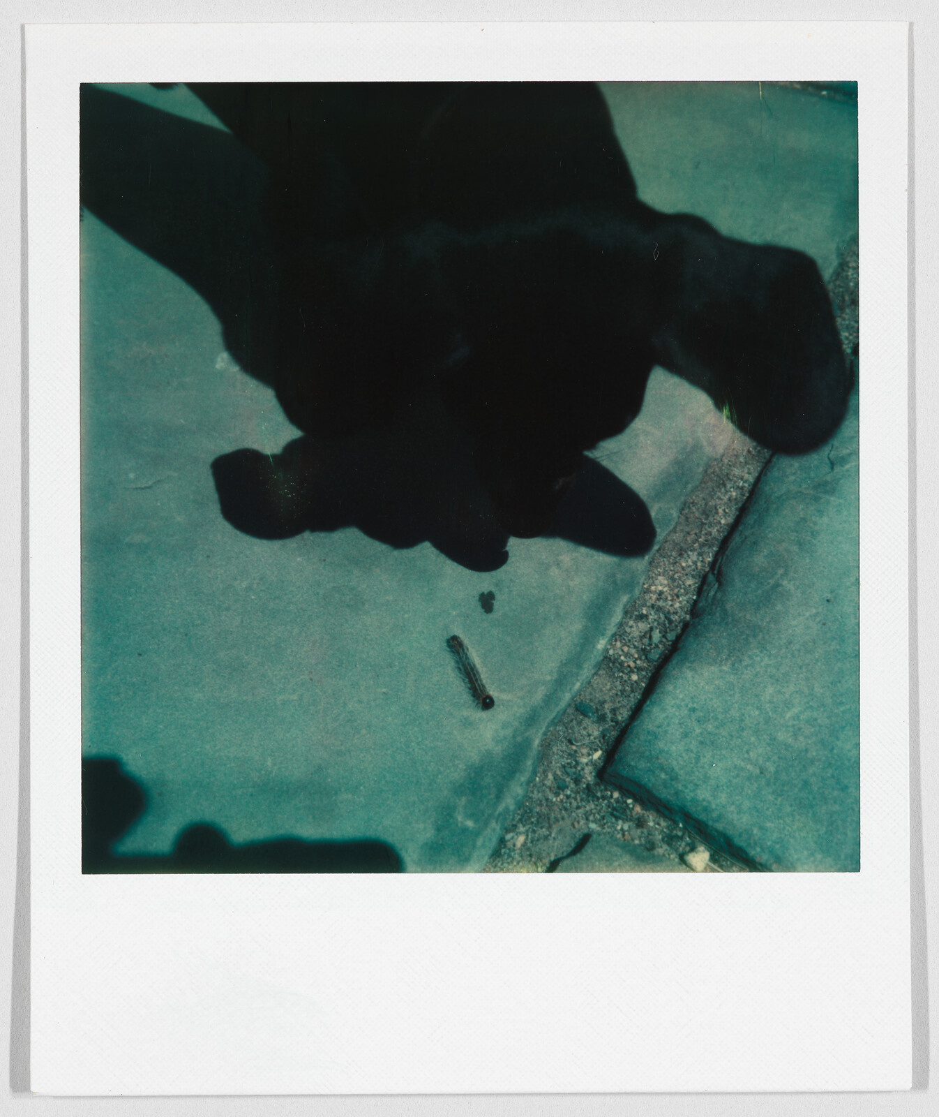 A black dog with floppy ears looks down at a small object on a stone pavement.