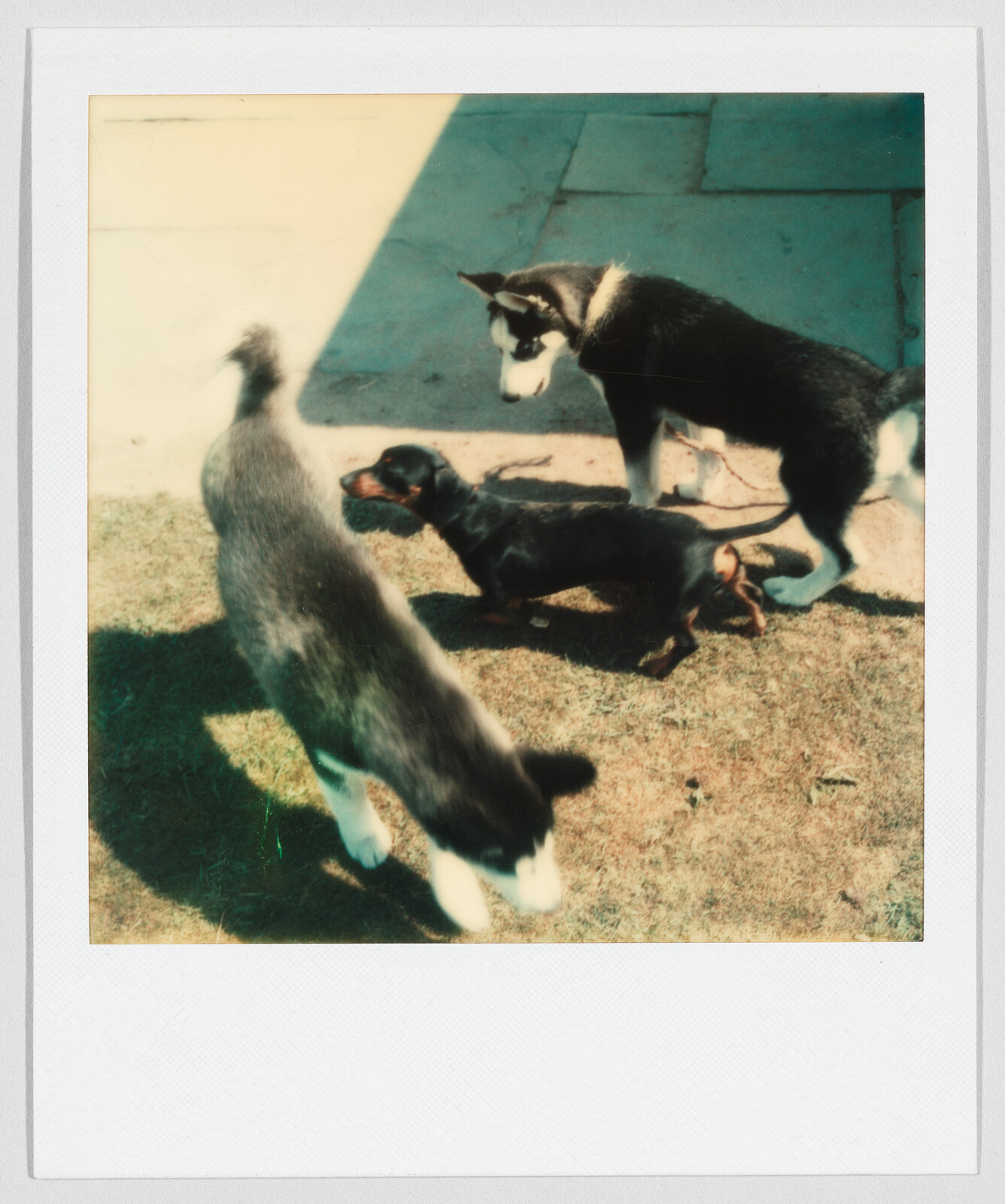 Three puppies, including a husky and a dachshund, play together outside on a patch of grass.