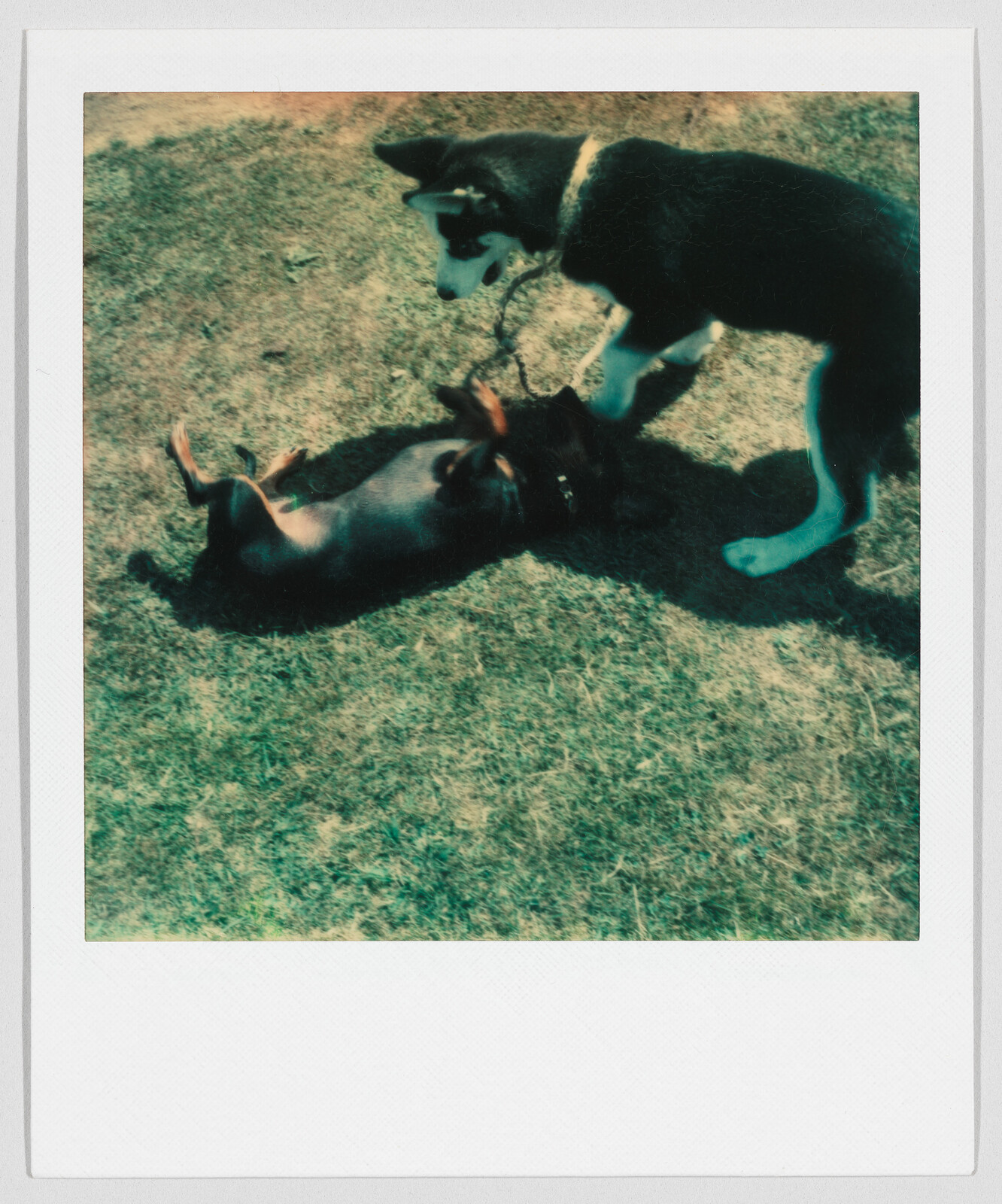 Two dogs playing on grass, one lying on its back while the other stands nearby.