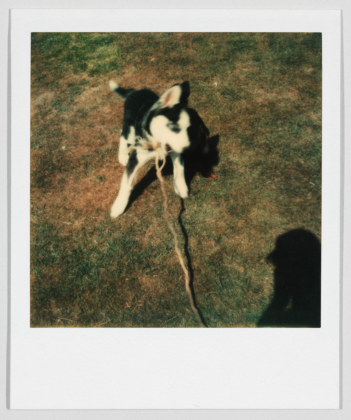 A black and white dog pulls on a rope toy outside on dry grass, with a person’s shadow nearby.