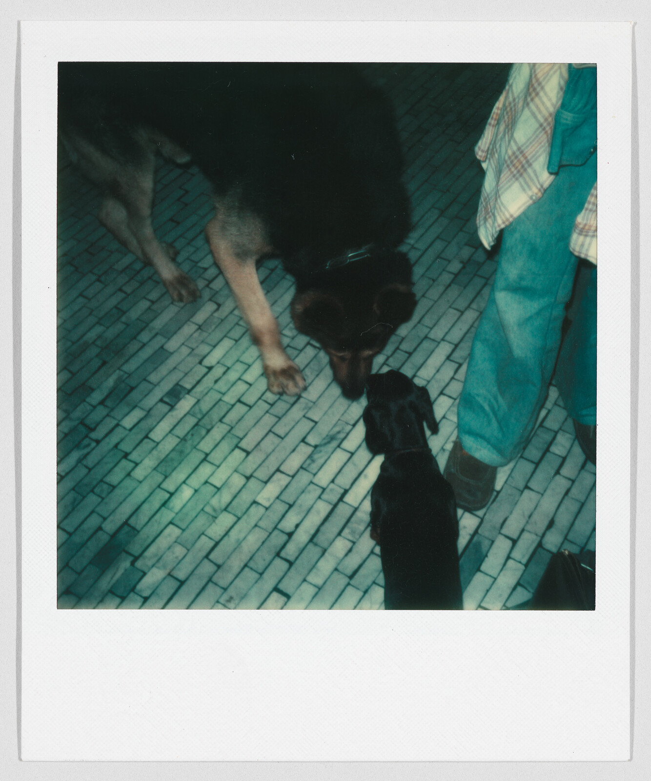 A large dog and a small dog touch noses on a tiled floor next to a person in jeans.