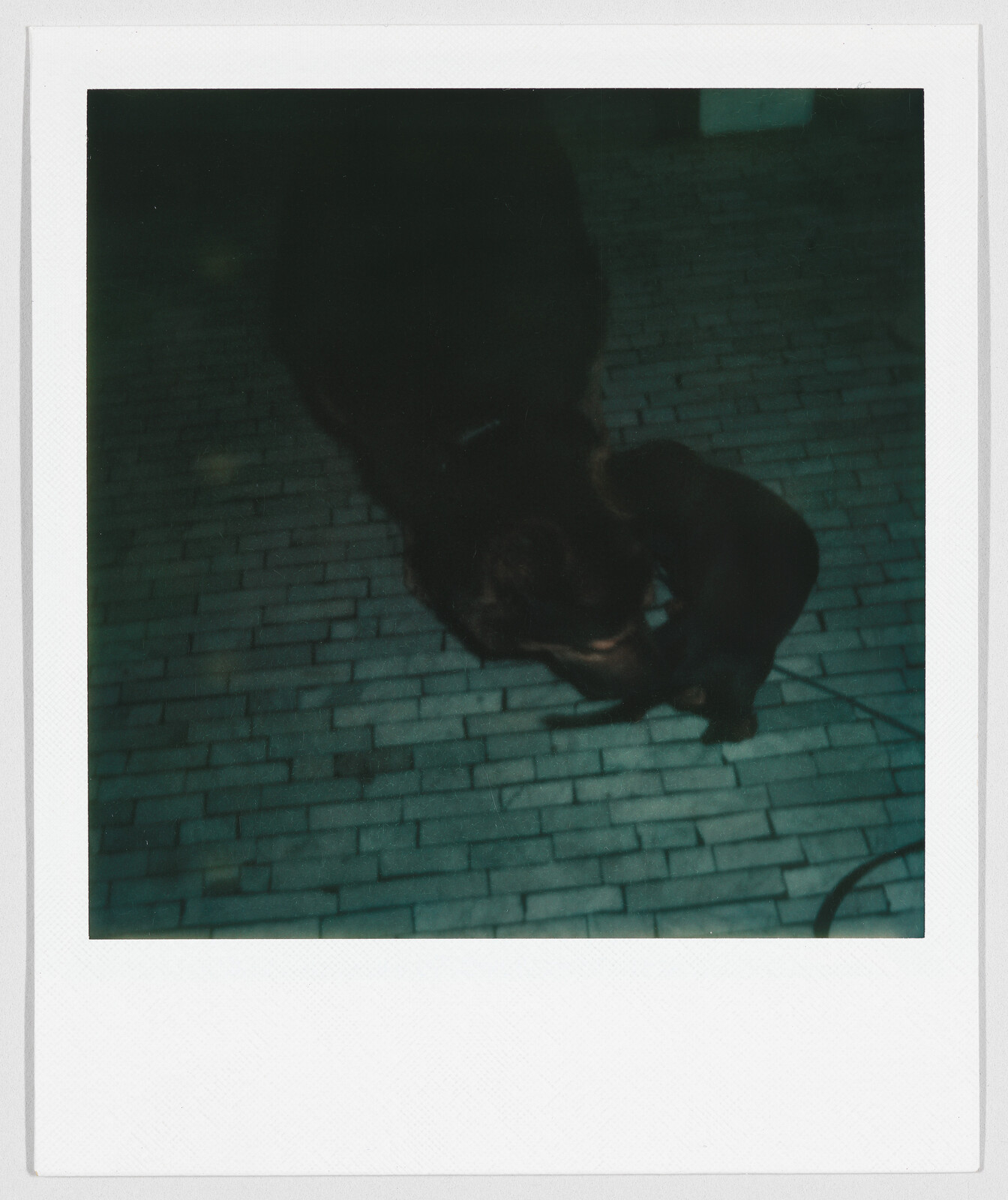 A large dog and a small puppy touch noses on a brick floor in low light.