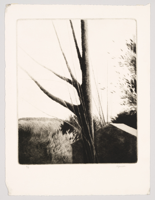 A black and white etching of a natural scene featuring tall grasses or reeds in the foreground, with their long, slender leaves and feathery tops stretching upwards. The composition captures the play of light and shadow, creating a contrast between the dark, detailed textures of the vegetation and the lighter background. The artwork is signed by the artist in the lower right corner and is numbered on the lower left, indicating its place in a limited series. The paper has rough edges, suggesting it may be a fine art print.