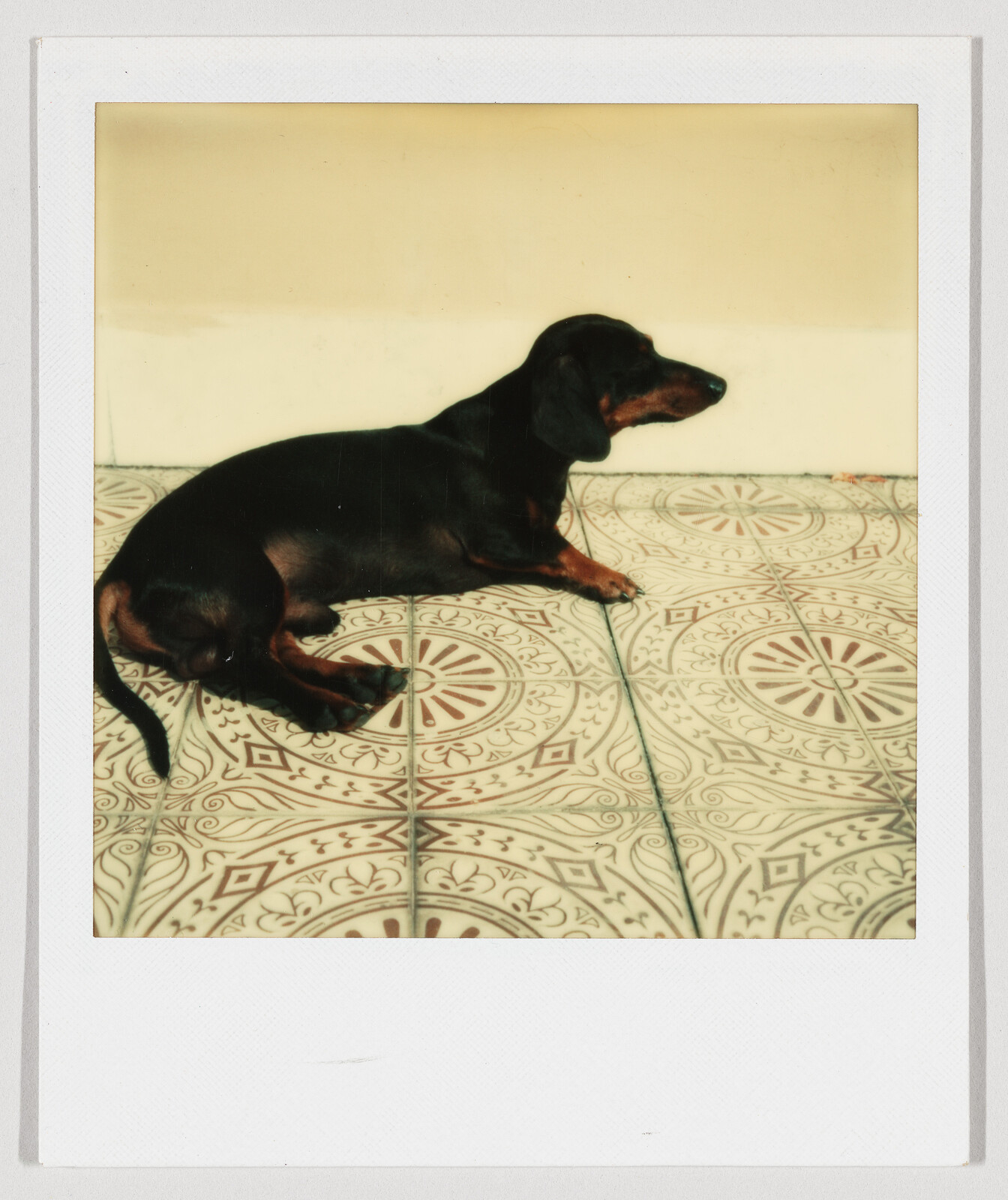 A black and tan dachshund lies stretched on patterned tile floor facing to the right.