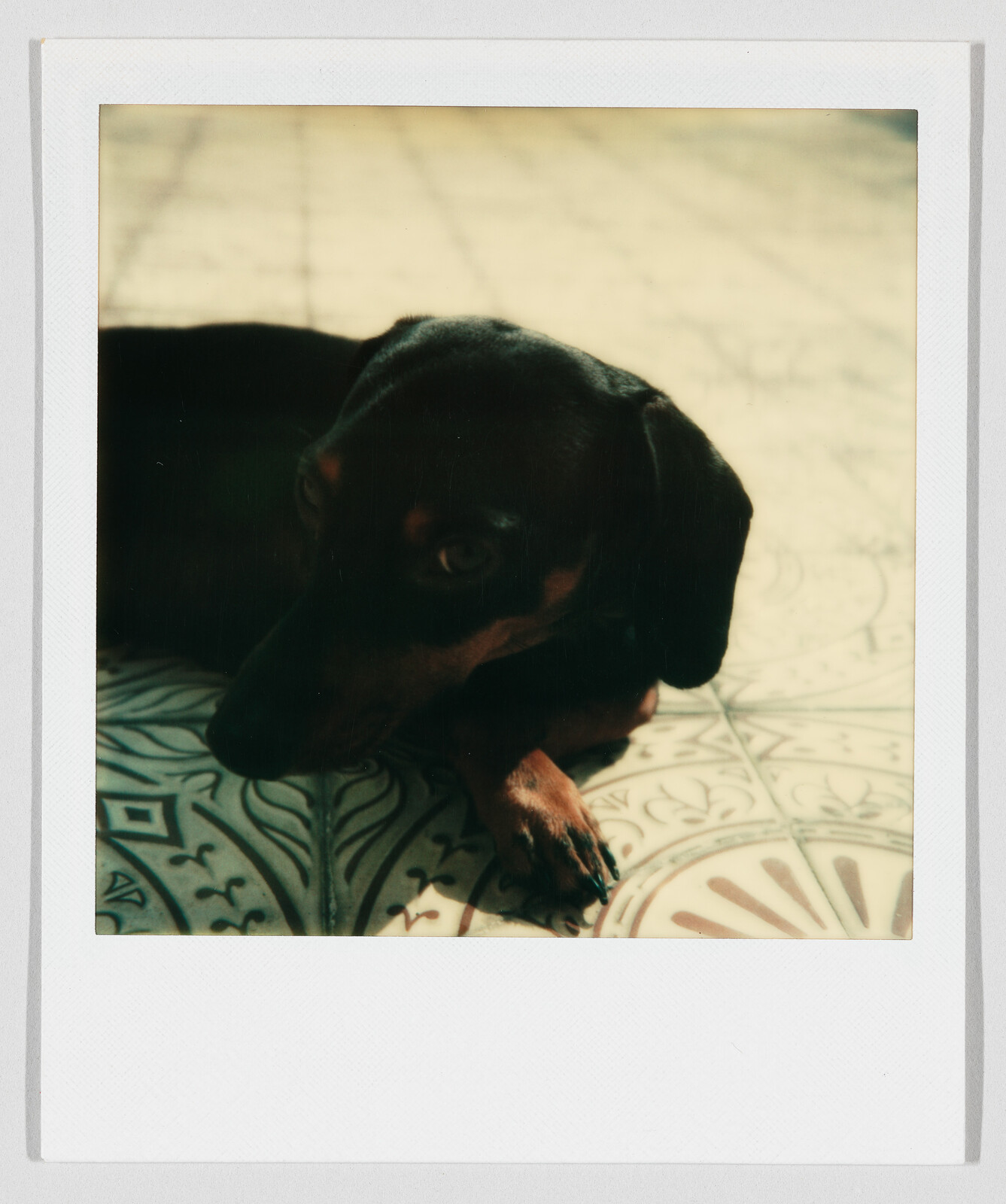 A small black and tan dachshund lying on patterned tile floor, looking toward the camera.