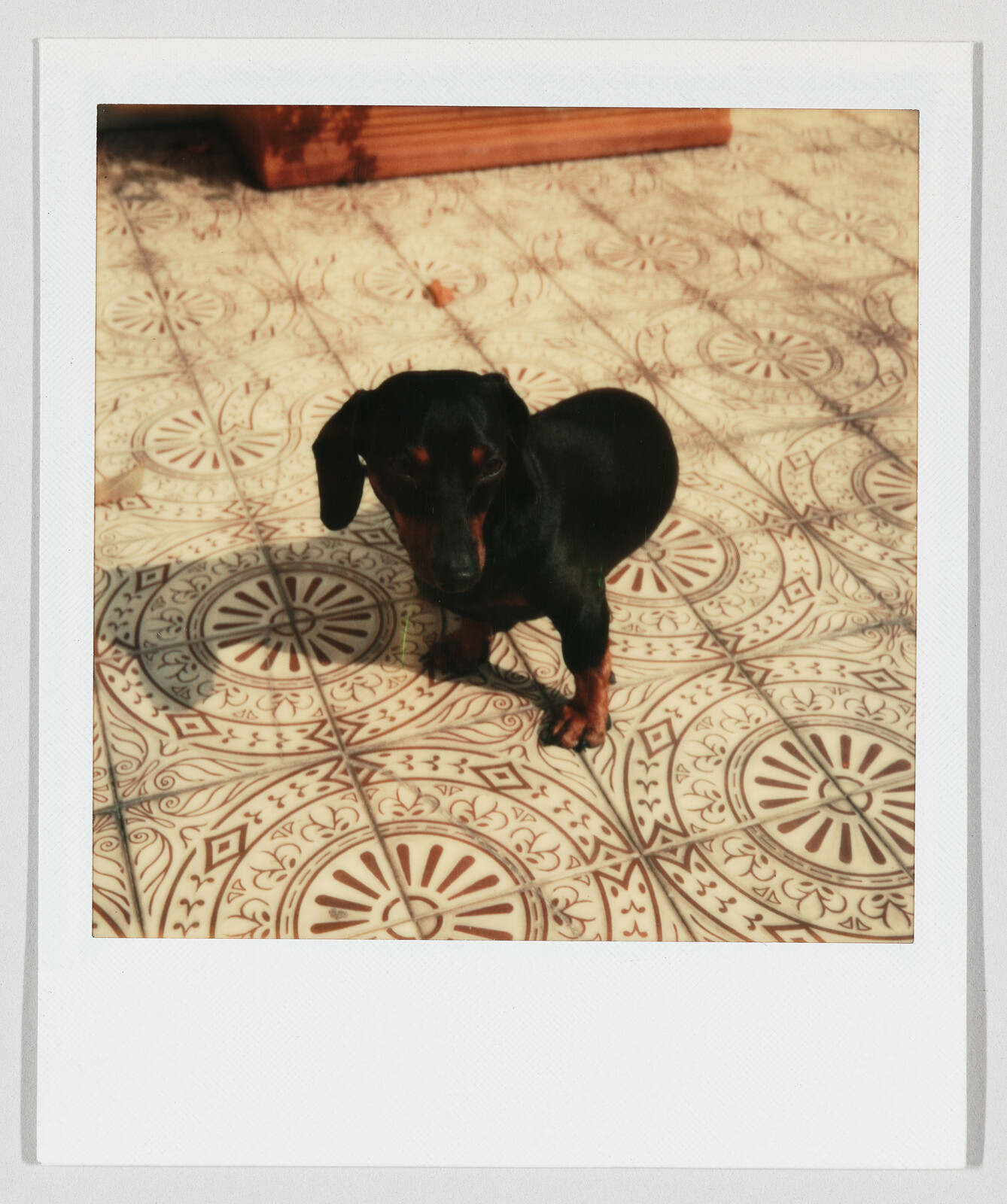 A small black dachshund stands on decorative tiled floor looking slightly downward.