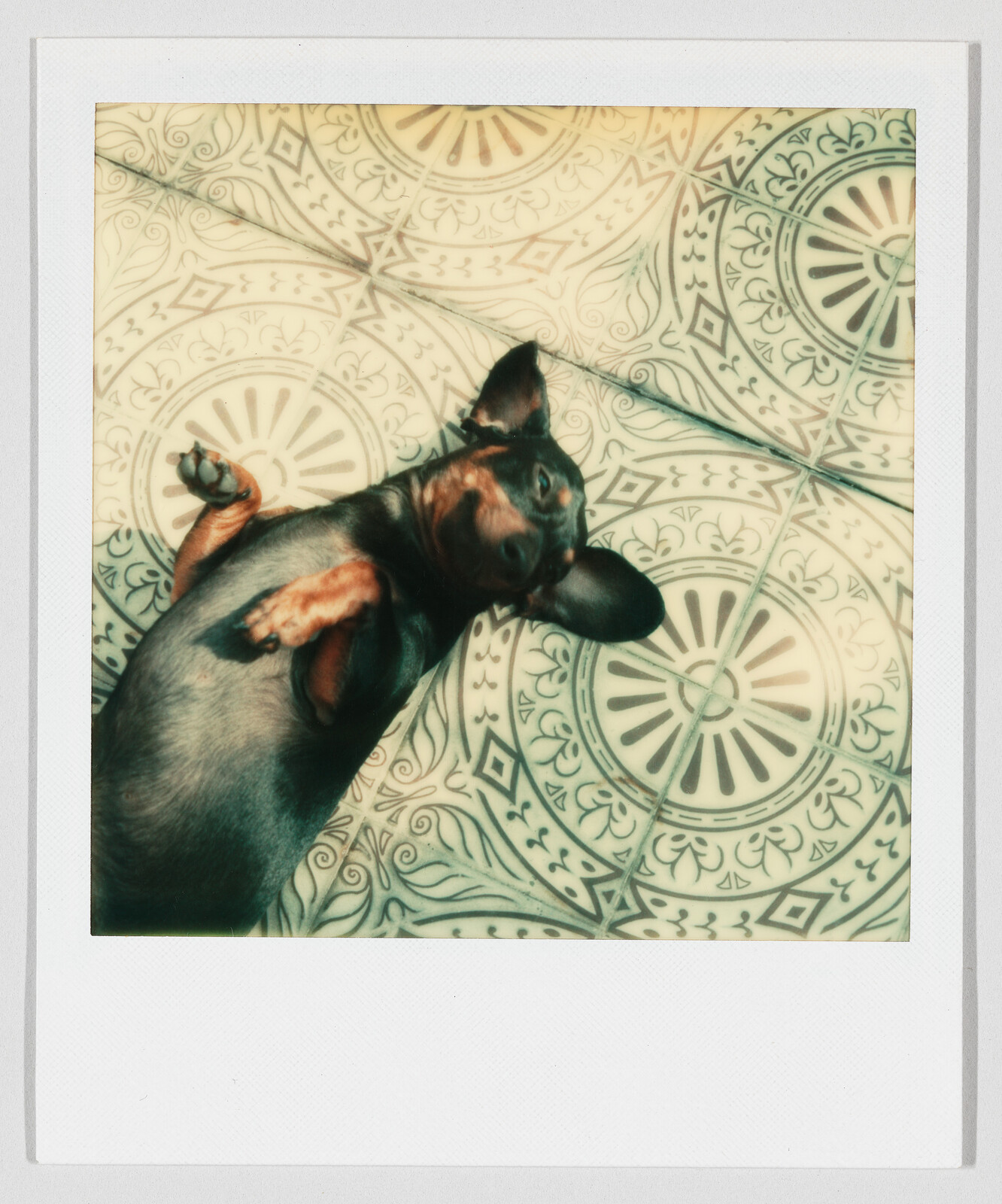 Small black and tan dog lying on its back on patterned tile floor.