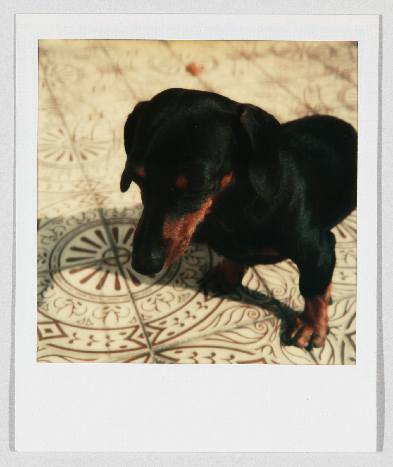 Small black and tan dachshund sitting on decorative tiled floor looking down.