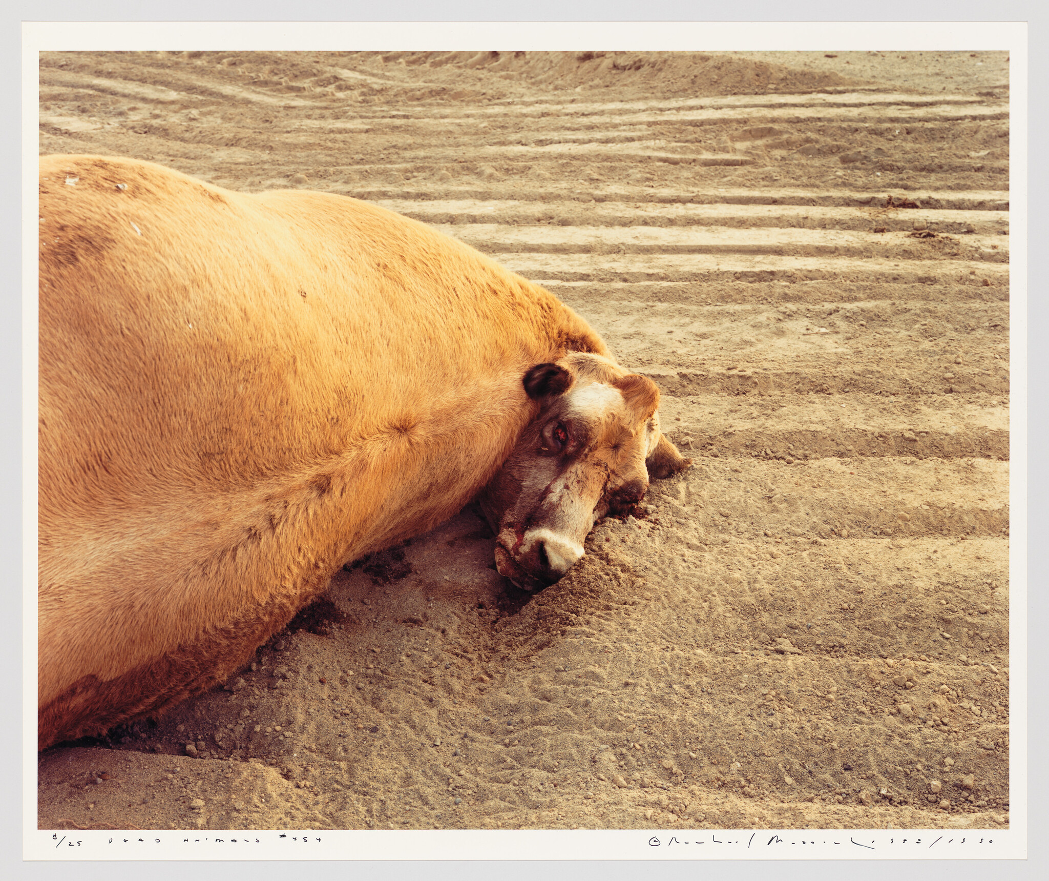 A large brown cow lies motionless on rutted dirt with its head turned toward the camera.