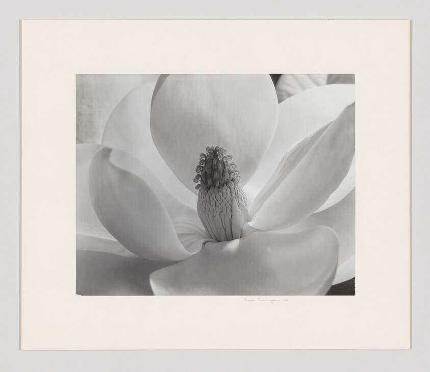 Close-up of a magnolia bloom showing smooth petals and detailed central pistil.
