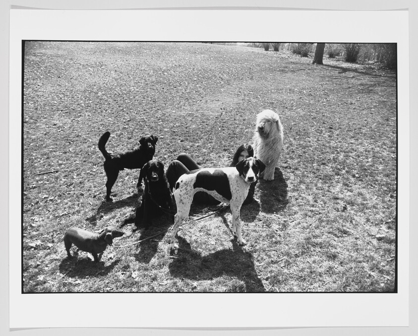 A black and white photo of five dogs of various breeds and sizes on a grassy field, with trees in the background.