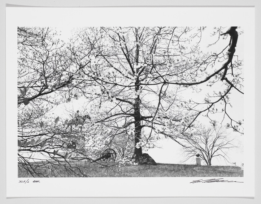 Black and white photograph of a leafless tree with sparse blossoms, a cannon visible in the background on the left, and a small monument on the right, all set against a clear sky. The image includes signatures and edition numbers on the bottom border.