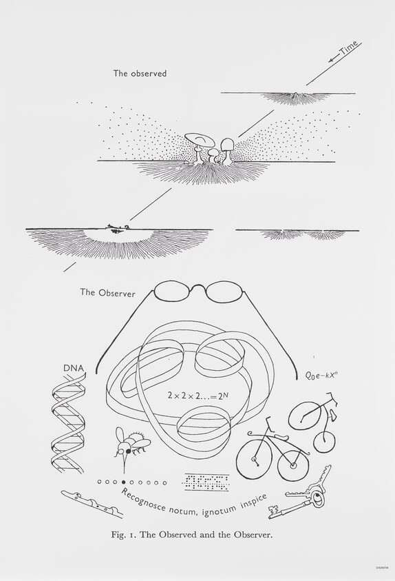 A diagram shows mushrooms labeled "The observed," a person with glasses as "The Observer," and scientific symbols below.