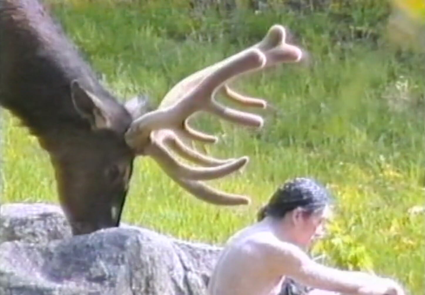 Large elk with velvet antlers leans over a rock near a shirtless person sitting on the ground.