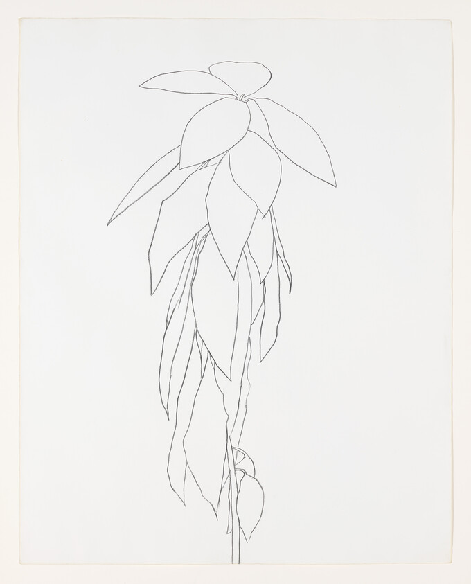 A simple black line drawing of a tall hanging plant with long drooping leaves.