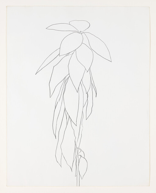 A simple black line drawing of a tall hanging plant with long drooping leaves.