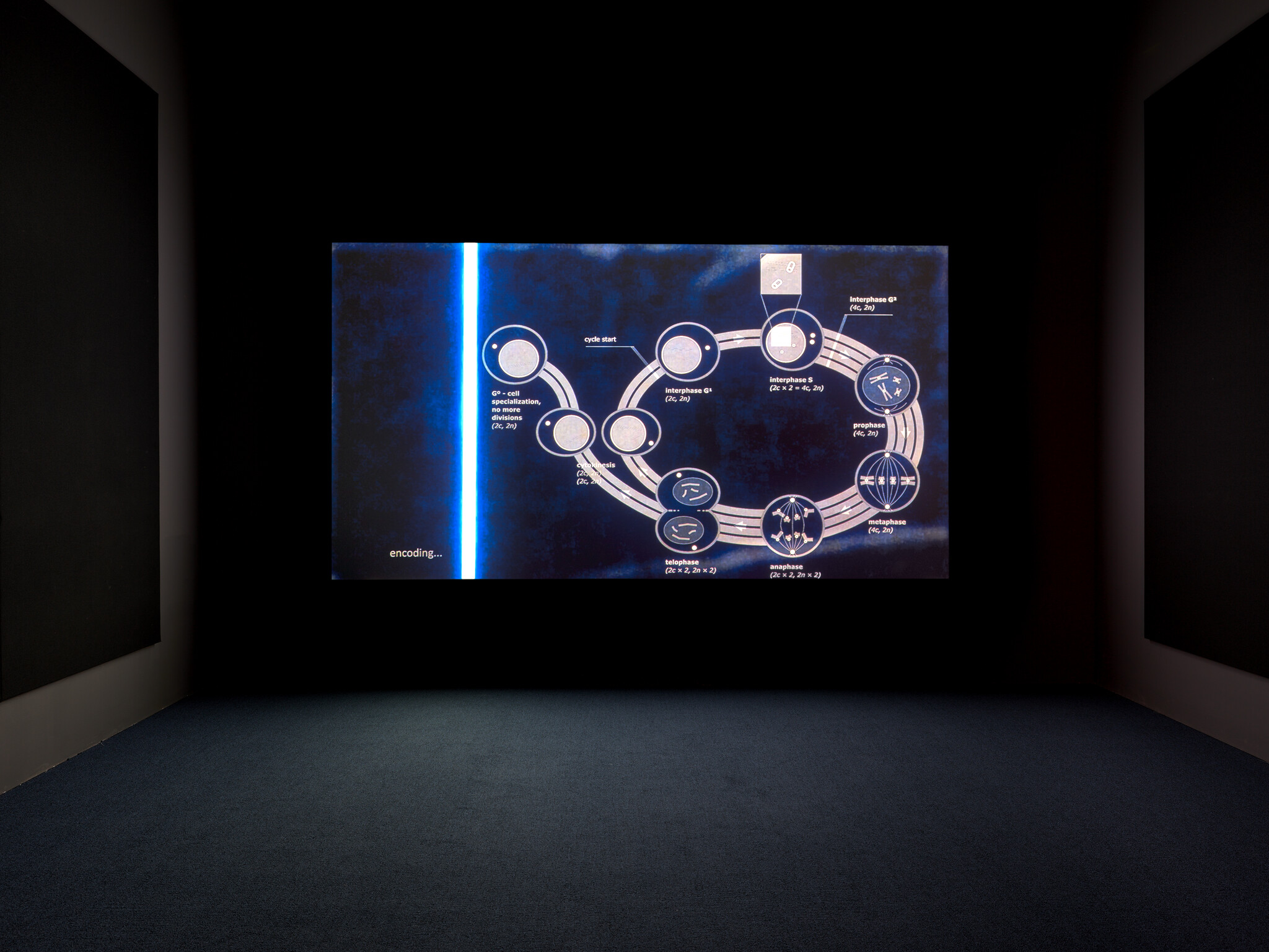 A dark gallery projection shows a glowing circular cell cycle diagram with the word "encoding".