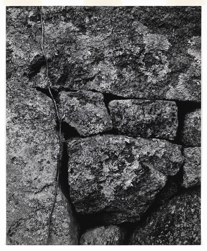 Rough lichen-covered stones in a dry-stacked wall with a thin vine running vertically.