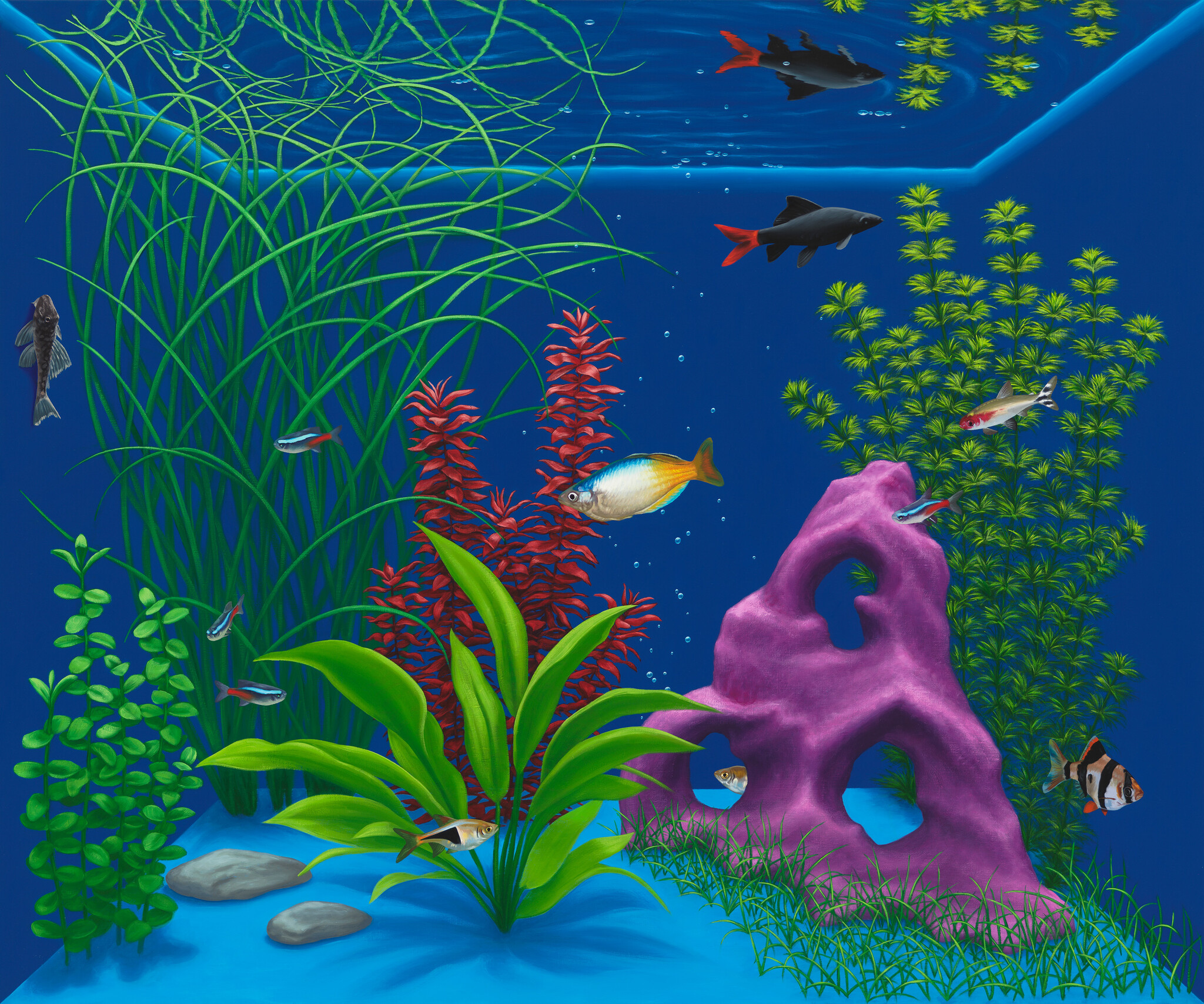 Several colorful aquarium fish swim among green plants and a purple rock decoration.