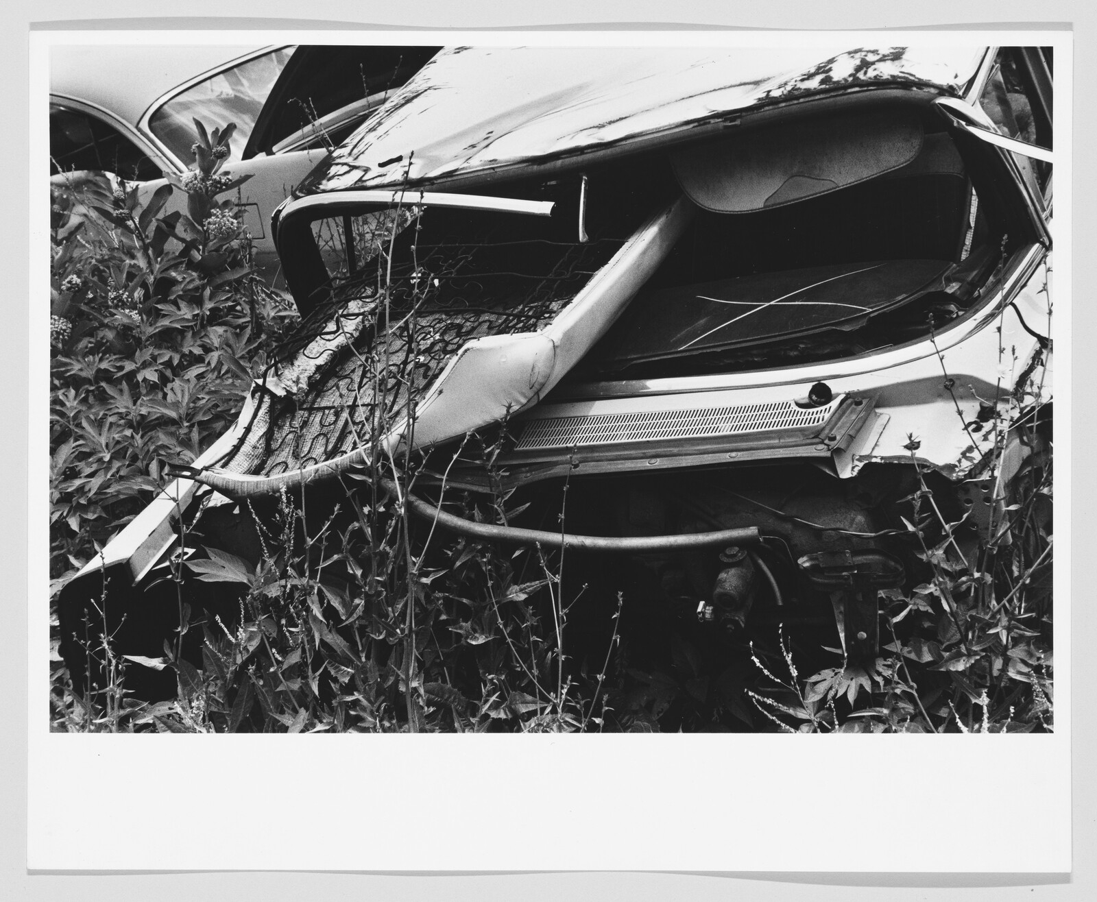 Wrecked car front end crushed and overgrown with tall weeds and plants.