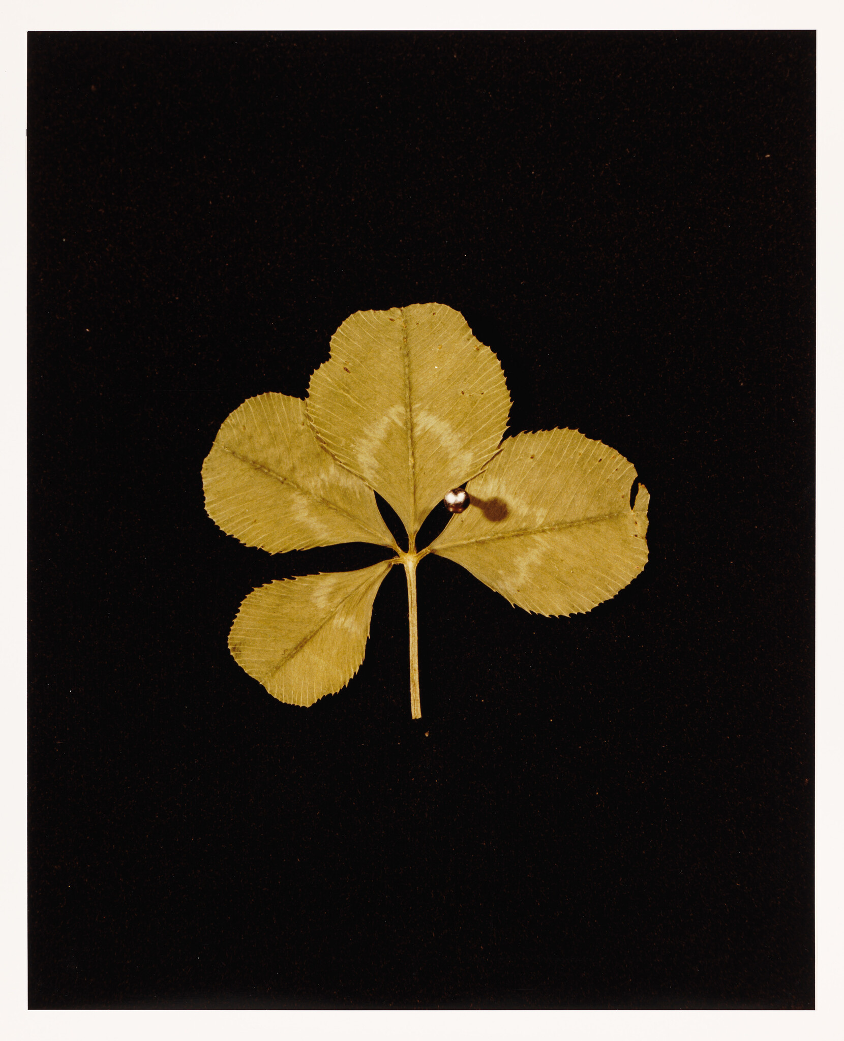 A preserved four-leaf clover with a golden hue against a black background.