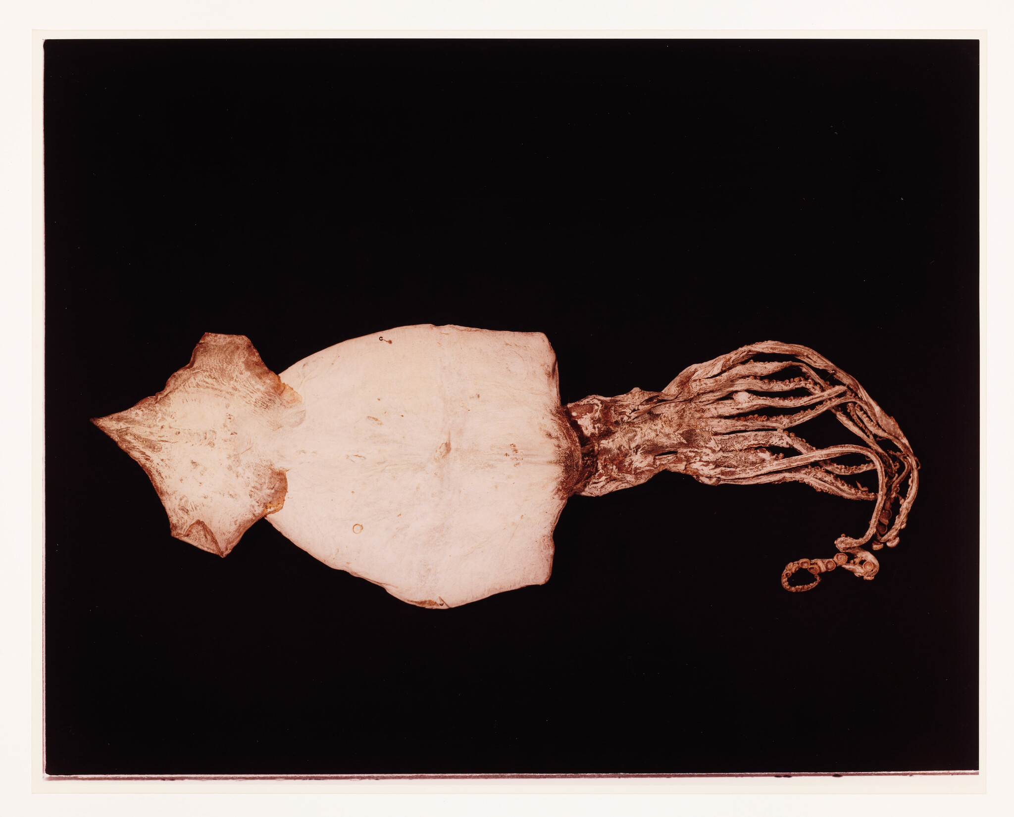 A photograph of a dried botanical specimen with a broad, flat body and a cluster of elongated, root-like structures extending from one end, displayed against a black background.