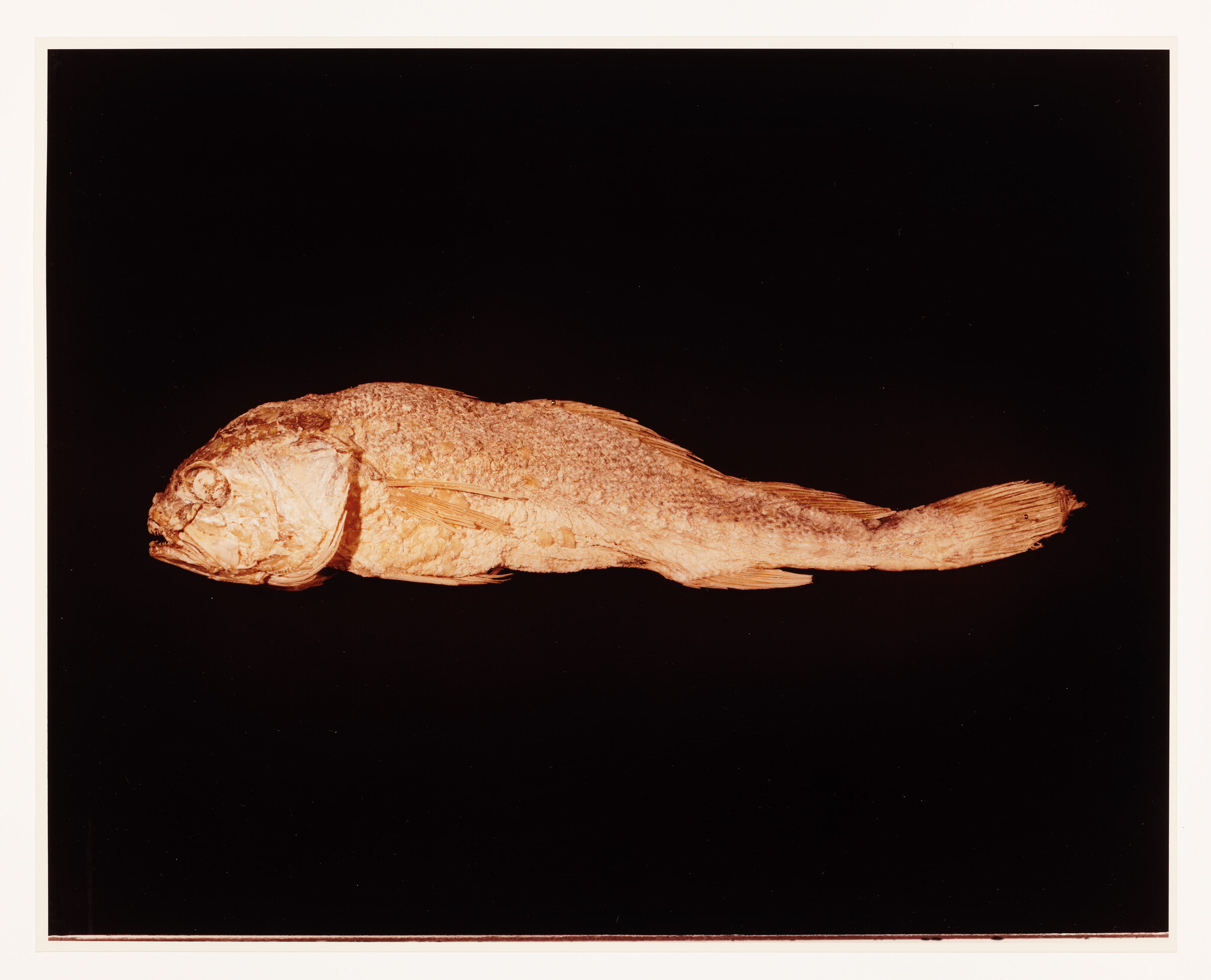 A preserved or mummified fish lying on its side against a solid black background, with details of its scales and fins visible.