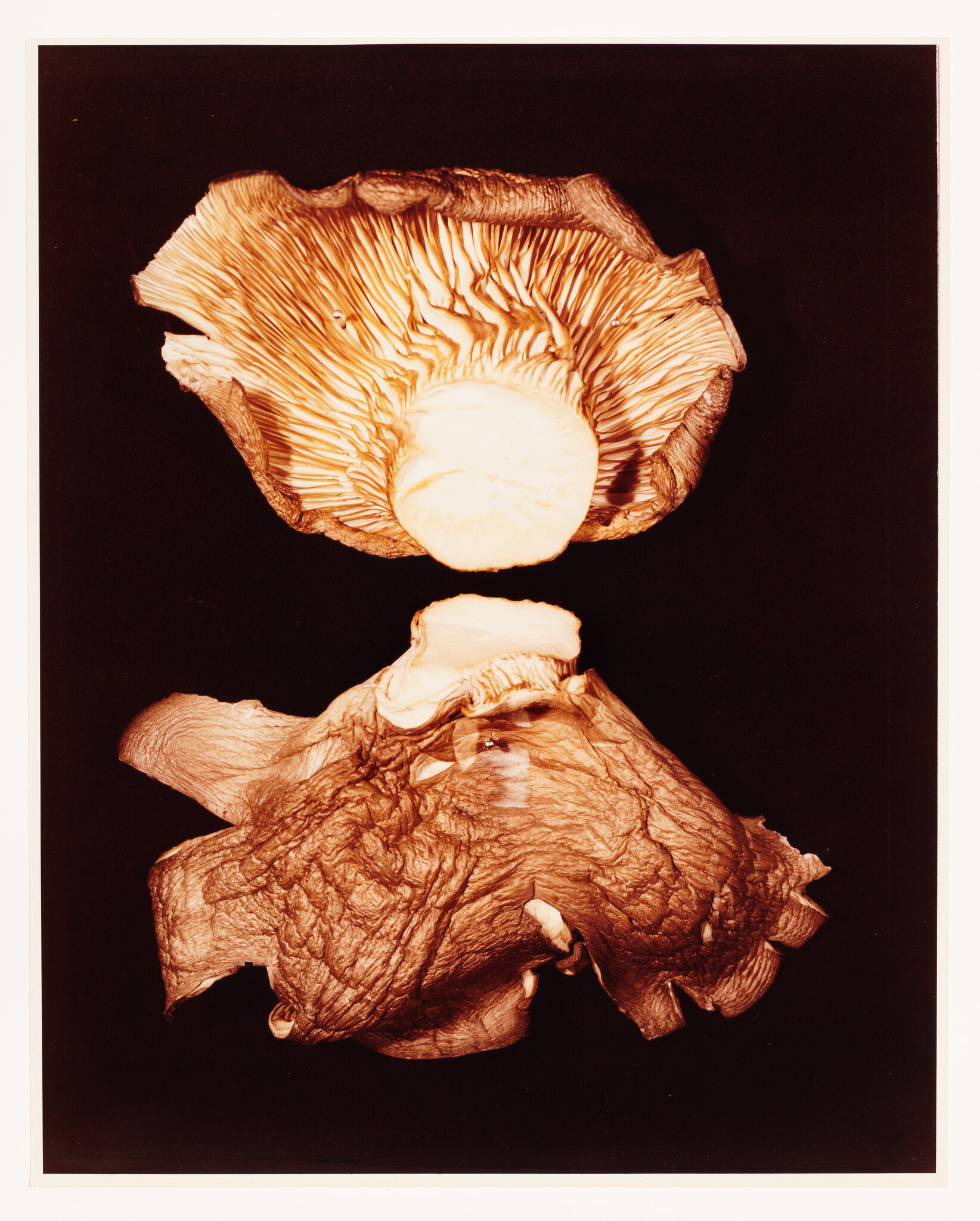 Two dried mushrooms with intricate gill patterns are displayed against a dark background, showcasing their unique textures and shapes.