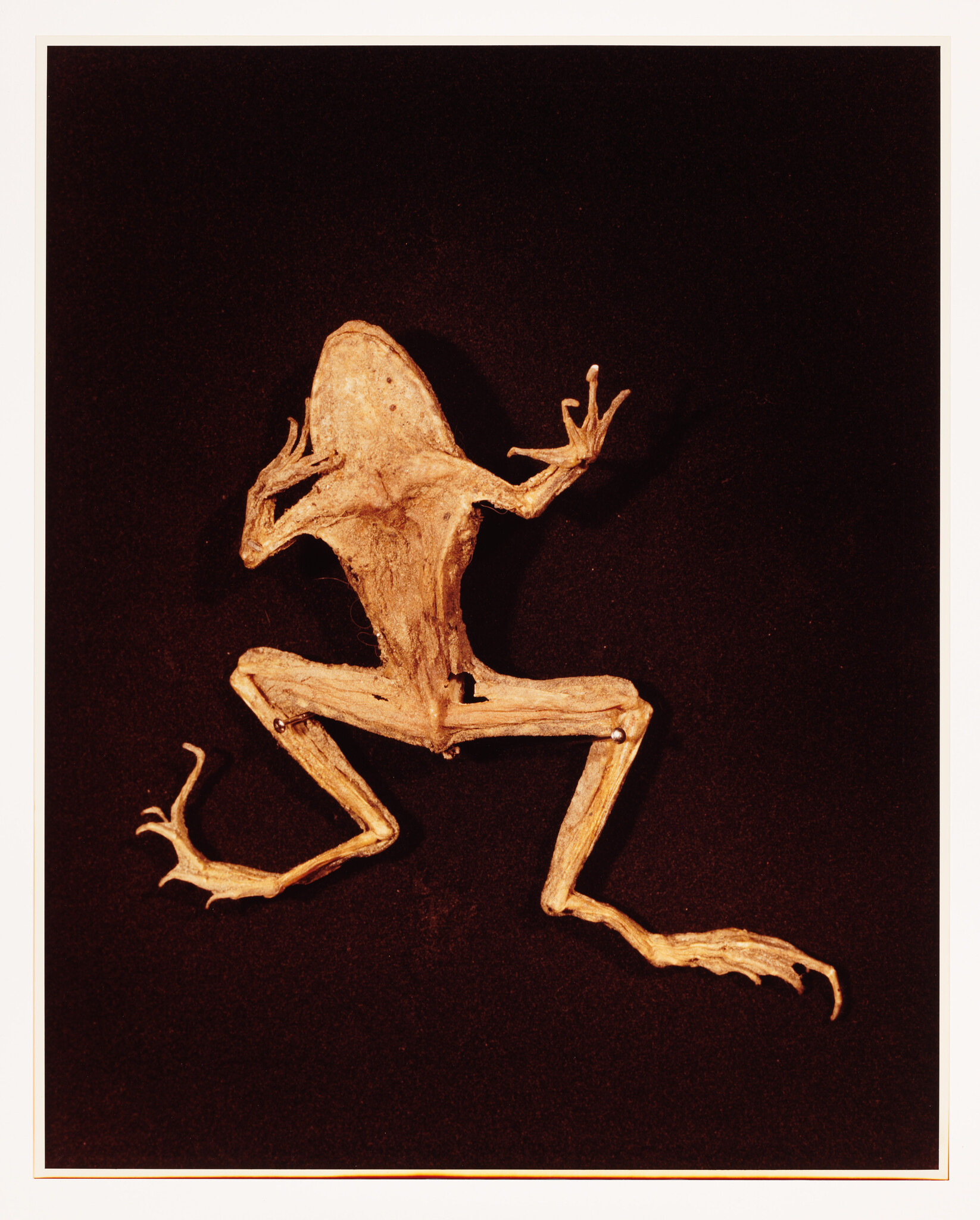 A preserved frog specimen displayed against a dark background, showcasing its skeletal structure and desiccated skin in a leaping pose.