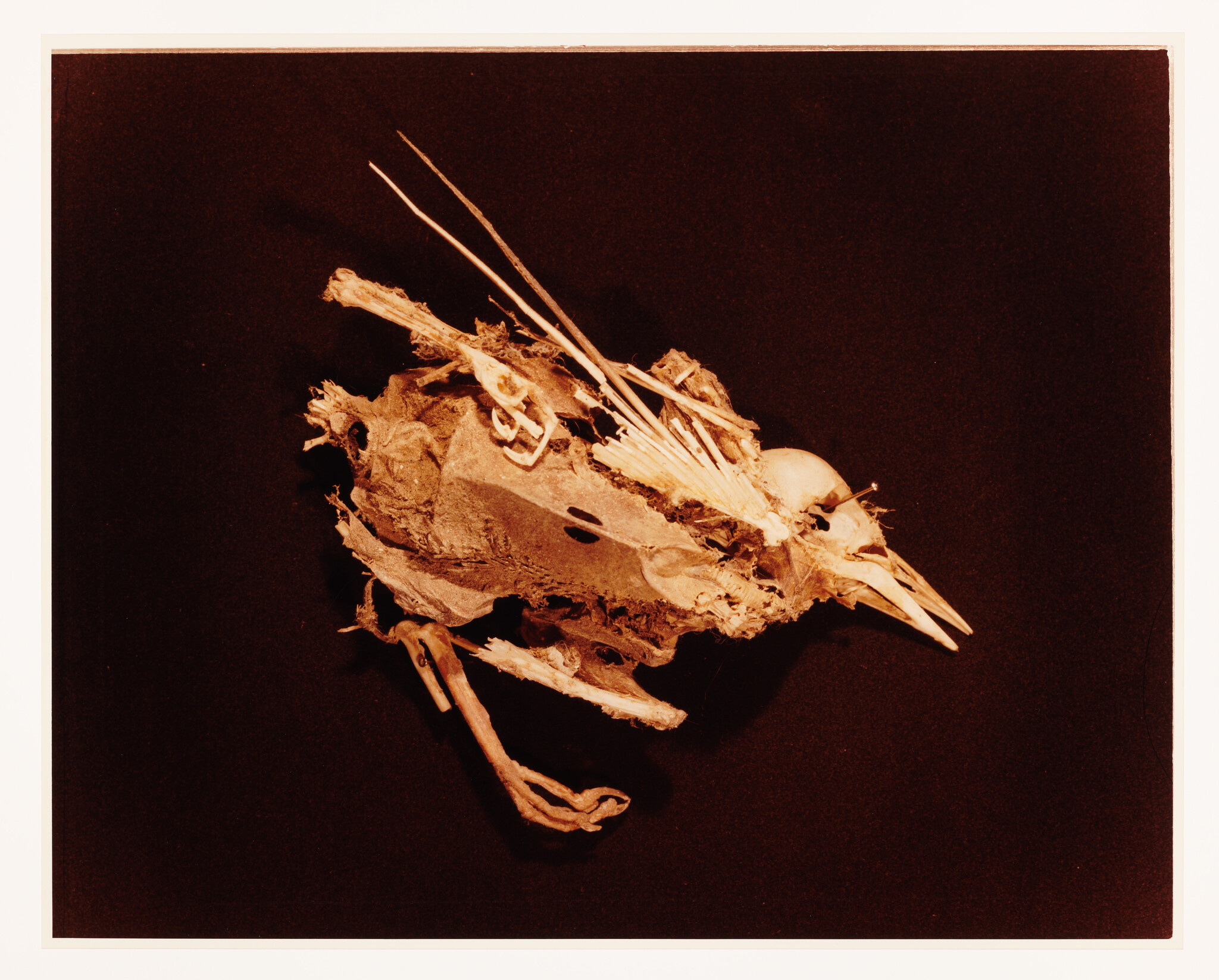 A dried bird skeleton and decayed body parts arranged against a dark background.
