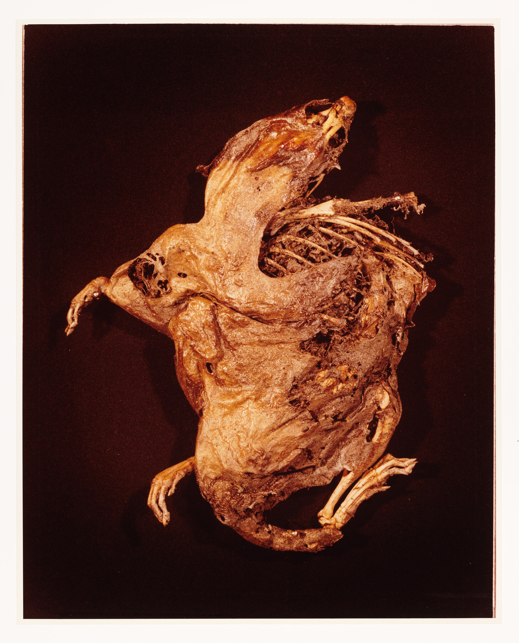 Mummified animal carcass with exposed ribs and skeletal limbs on a dark background.