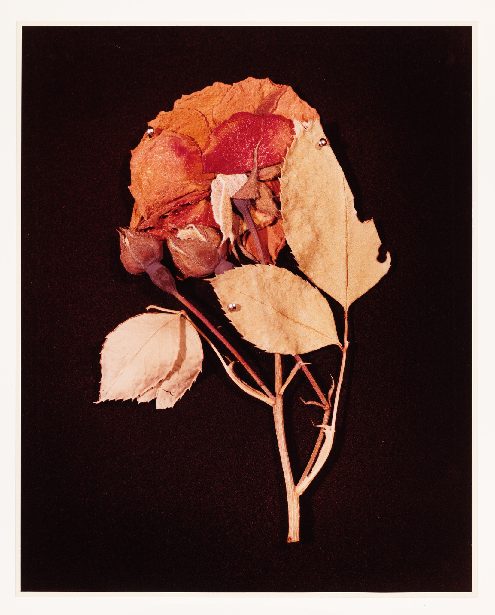 A dried rose with two small rosebuds and pale leaves pinned against a dark background.