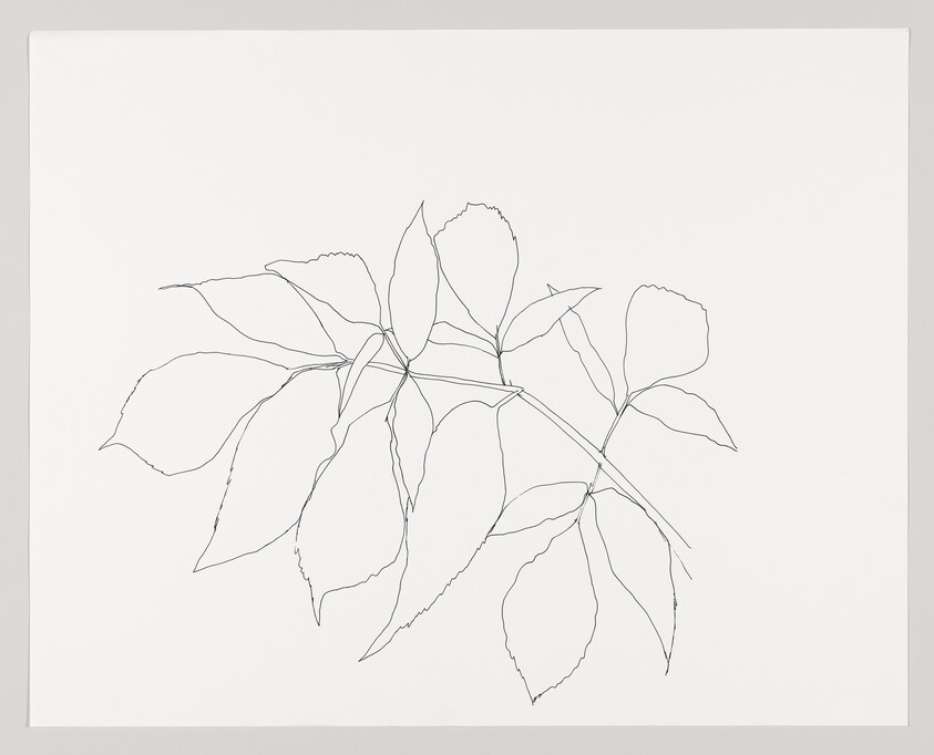 A simple black line drawing of a branch with multiple elongated leaves on white paper.