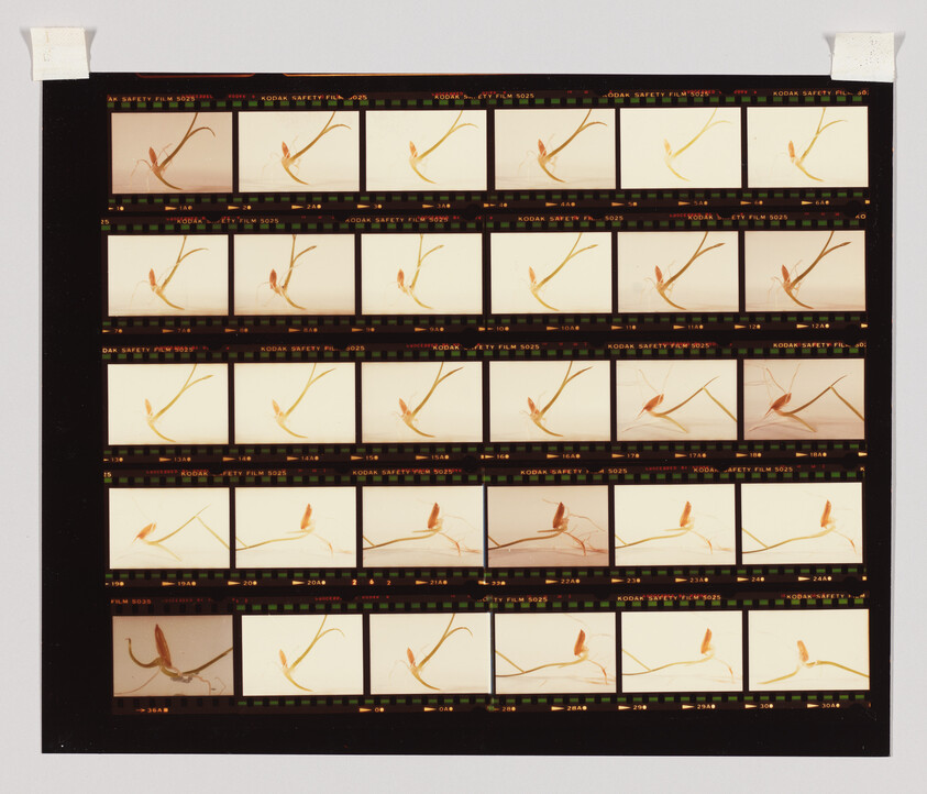 Contact sheet showing multiple still frames of a small sprouting seed with thin curved stems.