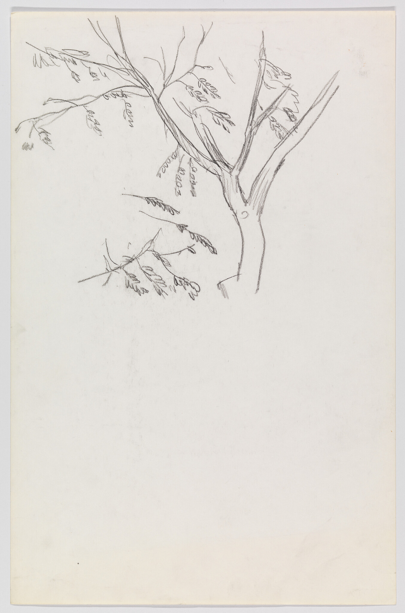 Pencil sketch of a tree trunk with several thin branches and small hanging leaves.