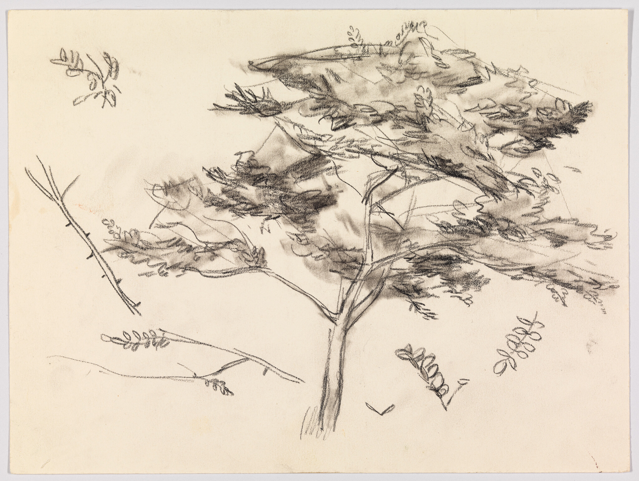 A loose charcoal sketch of a small tree with several separate branch and leaf studies.