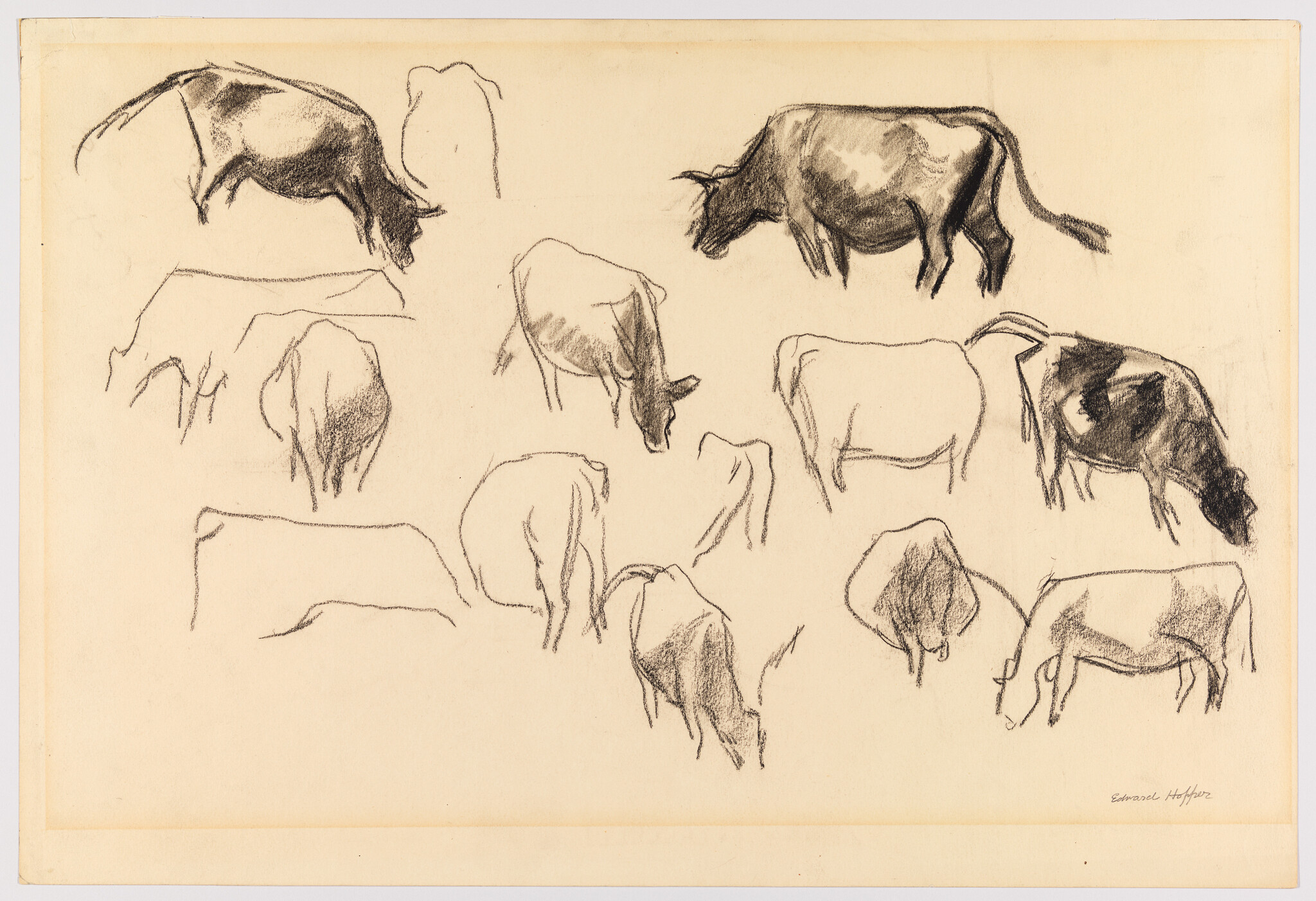 Several charcoal sketches show cows grazing and standing in different simple poses.