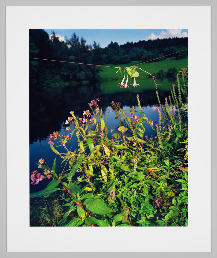 A serene landscape featuring a tranquil pond surrounded by lush greenery with a variety of flowering plants in the foreground. A single wire runs across the scene with a small branch hanging down, adorned with delicate white flowers with pinkish hues. The background is dominated by a dense forest under a blue sky with a hint of clouds.