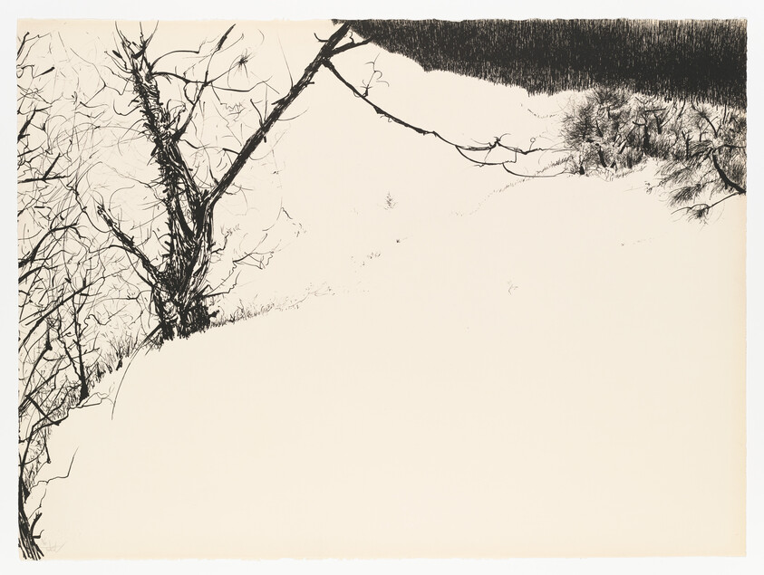 Bare tree and branches arching over a wide blank snow-covered field.