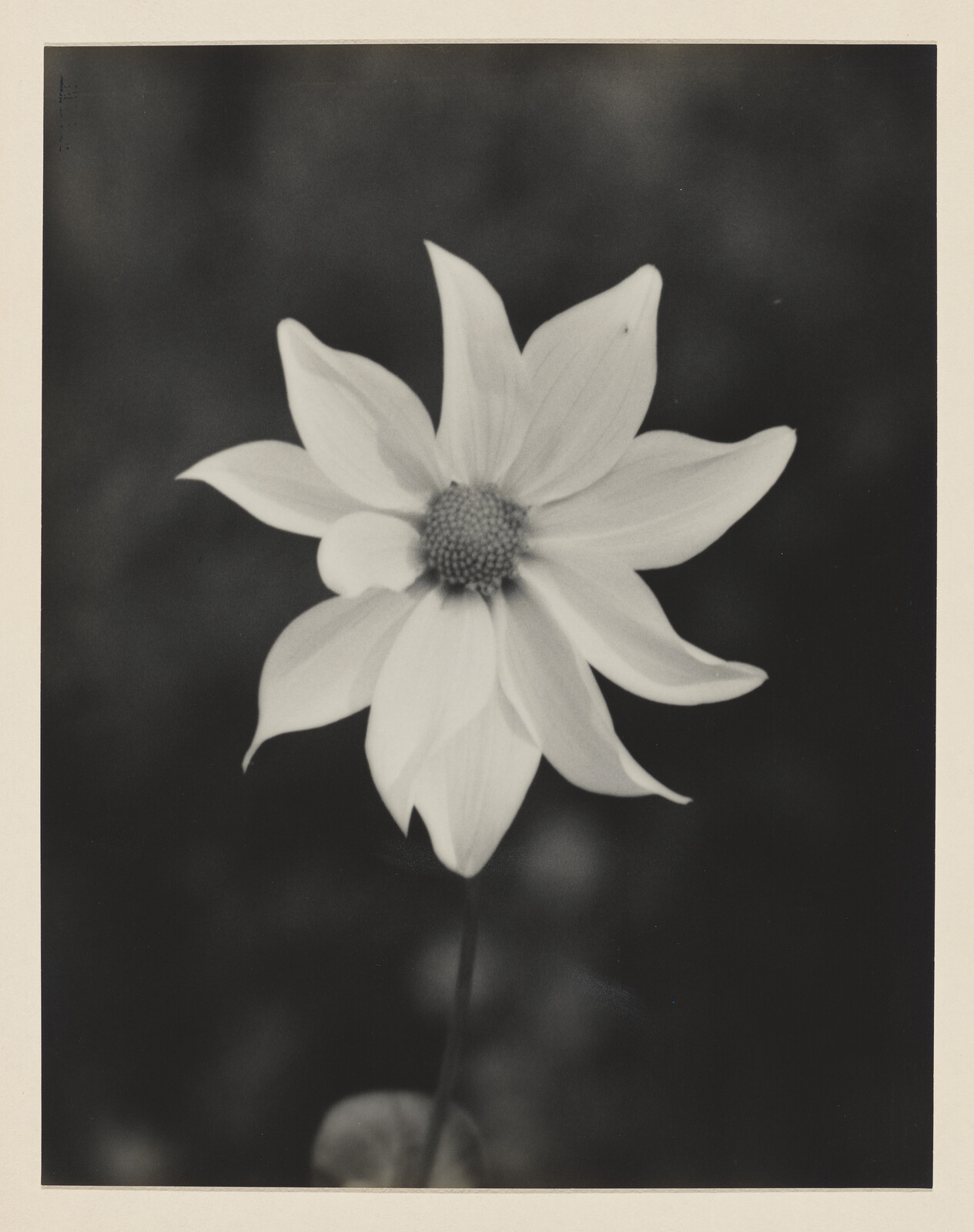 A single daisy-like flower with layered petals standing alone against a dark blurred background.