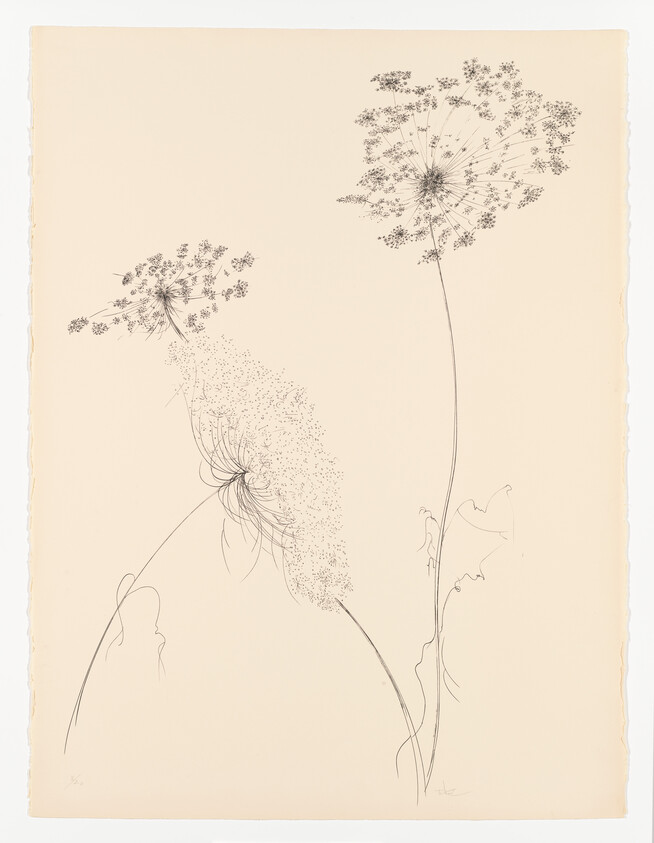 Three delicate dandelion seed heads drawn in fine ink on cream paper.