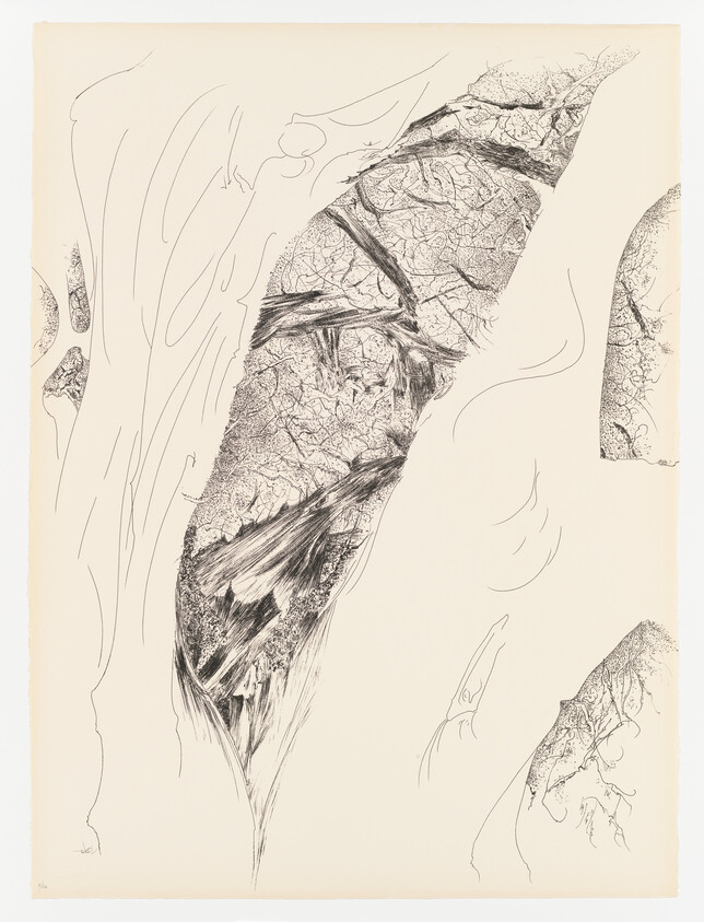 Elongated textured leaf-like forms with detailed veins and fibrous, feathered patterns on a beige background.