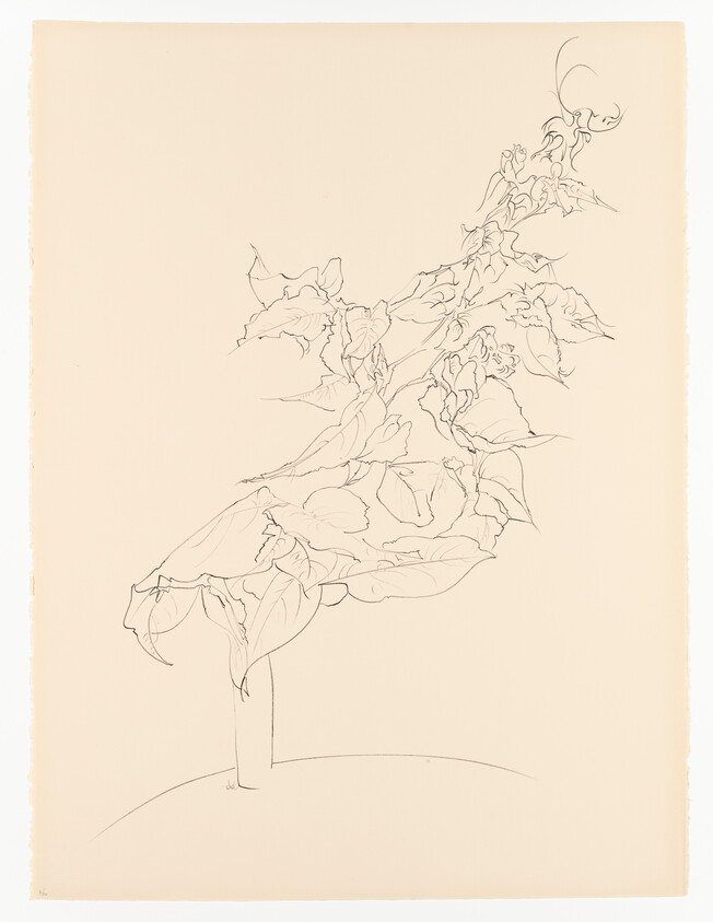 Delicate pencil drawing of a tall stem with cascading leaves and small flowers.