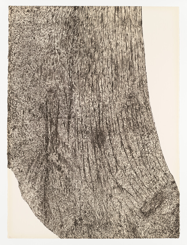 Close-up of rough tree trunk showing deep vertical grooves and textured bark patterns.