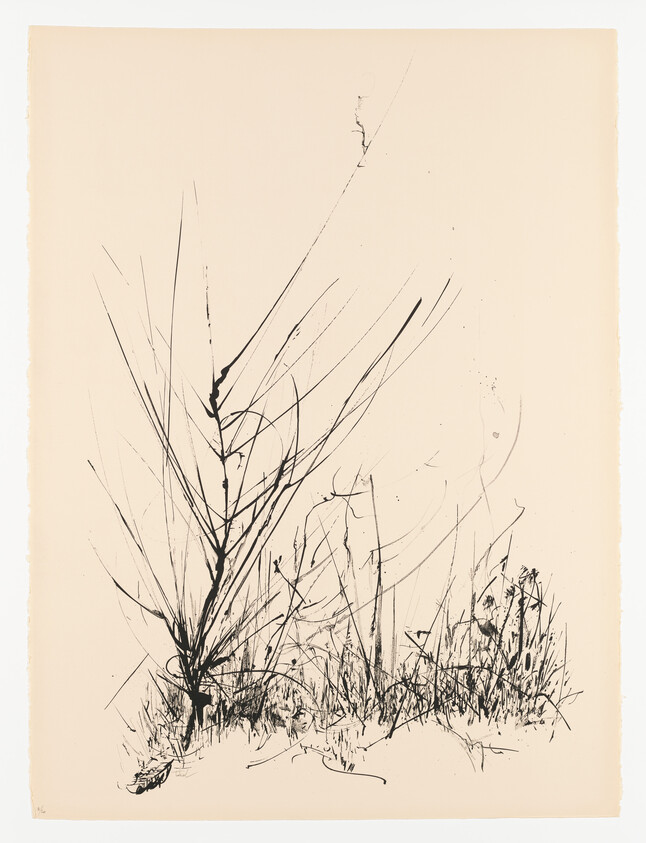 Tall wispy grasses and weeds drawn in black ink on a pale beige background.
