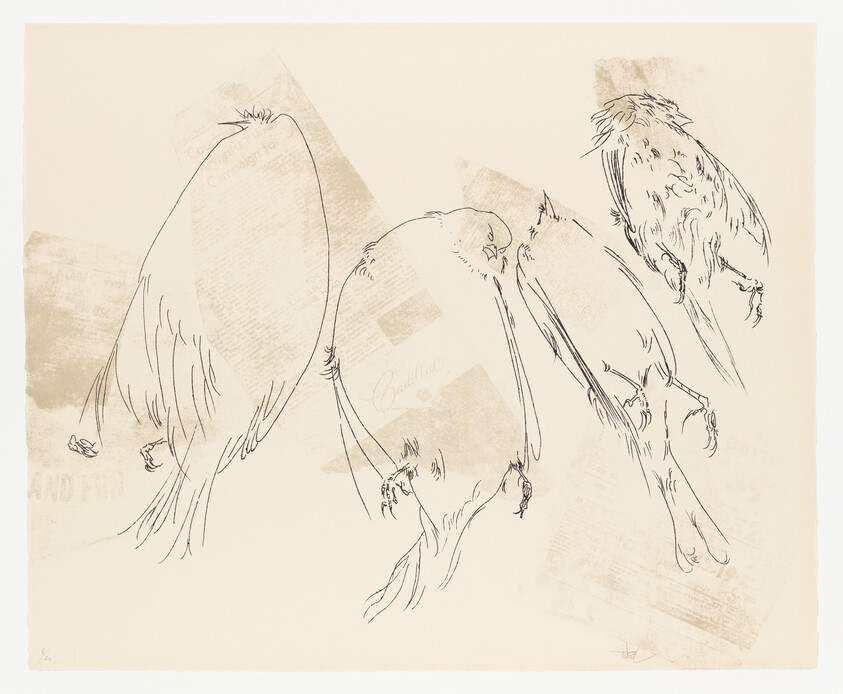 Four loose pencil sketches of small birds perched or resting, drawn with simple flowing lines.