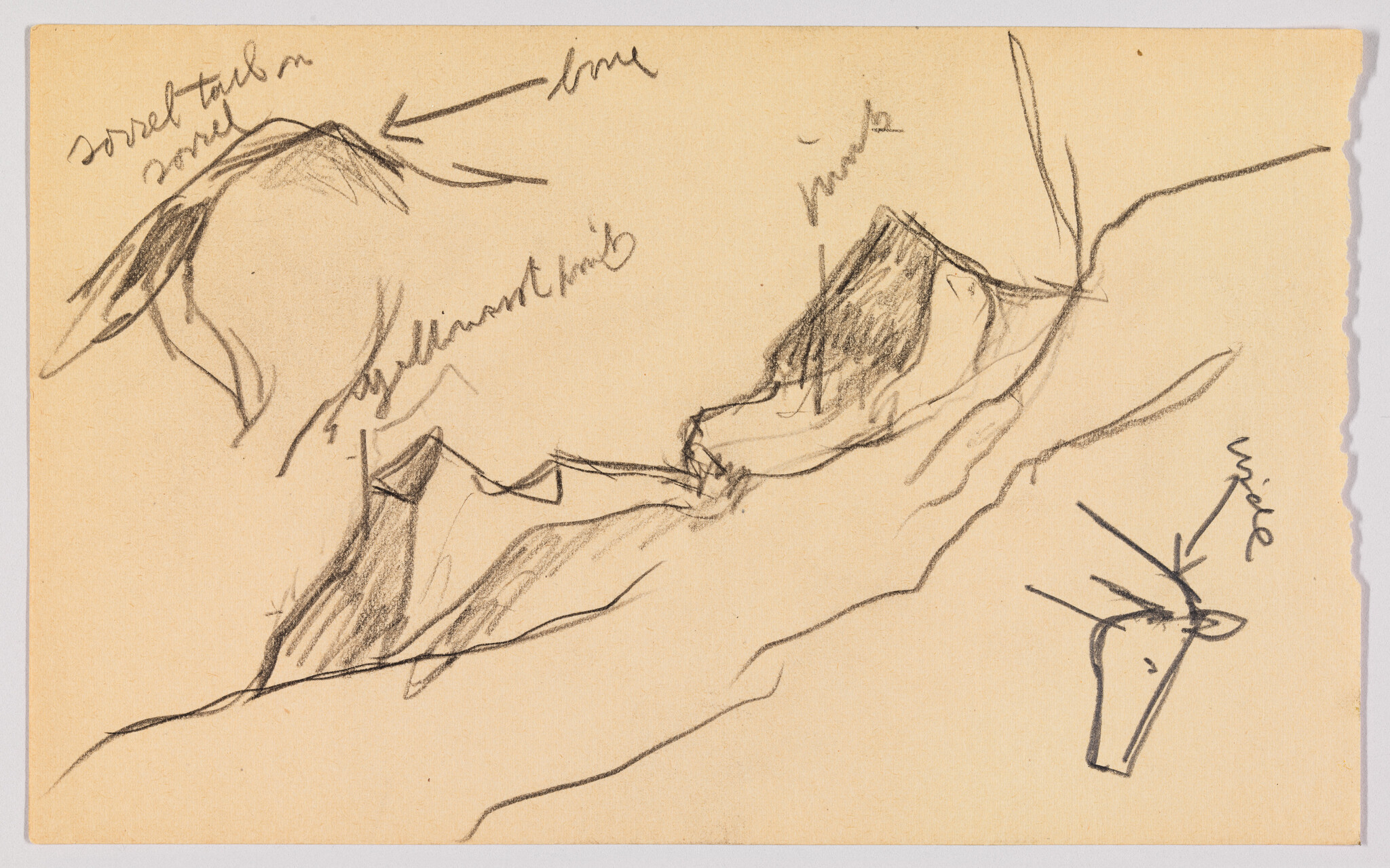 Rough pencil sketches of mountain peaks and a small deer head with labeled horns.